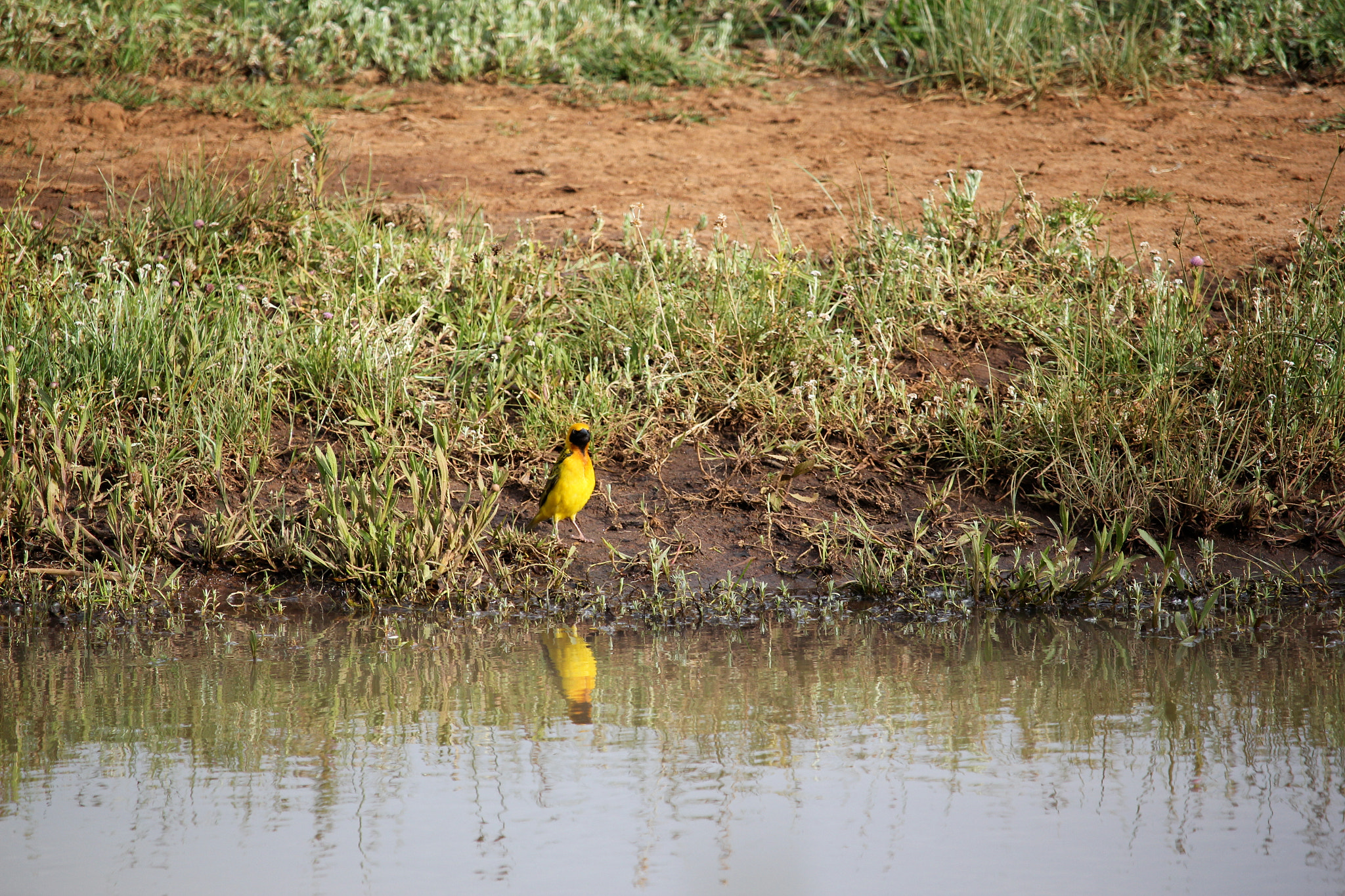 Canon EF-S 55-250mm F4-5.6 IS STM sample photo. Reflection  photography
