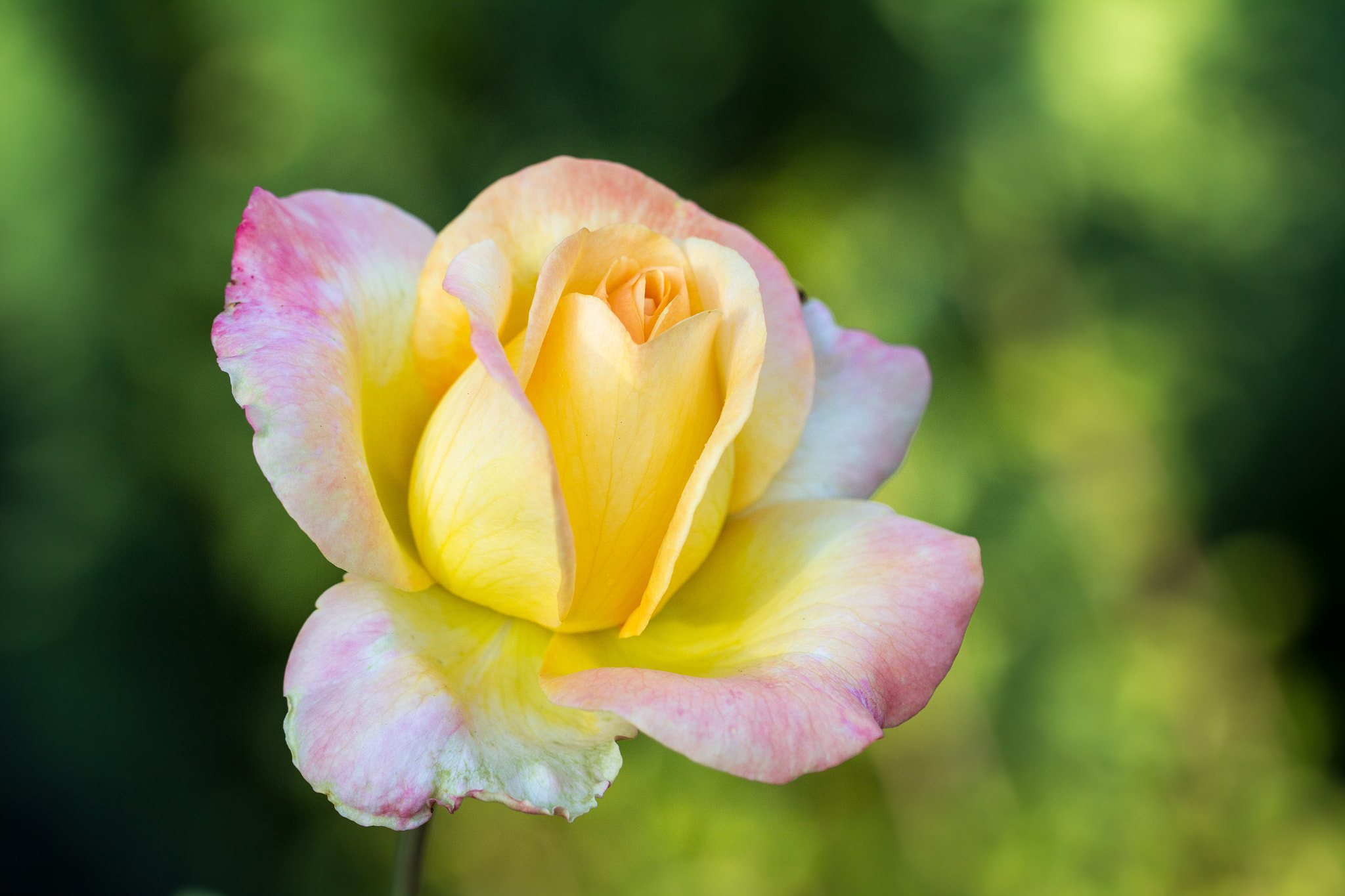 Canon EOS 60D + Canon EF 100mm F2.8L Macro IS USM sample photo. Rose photography