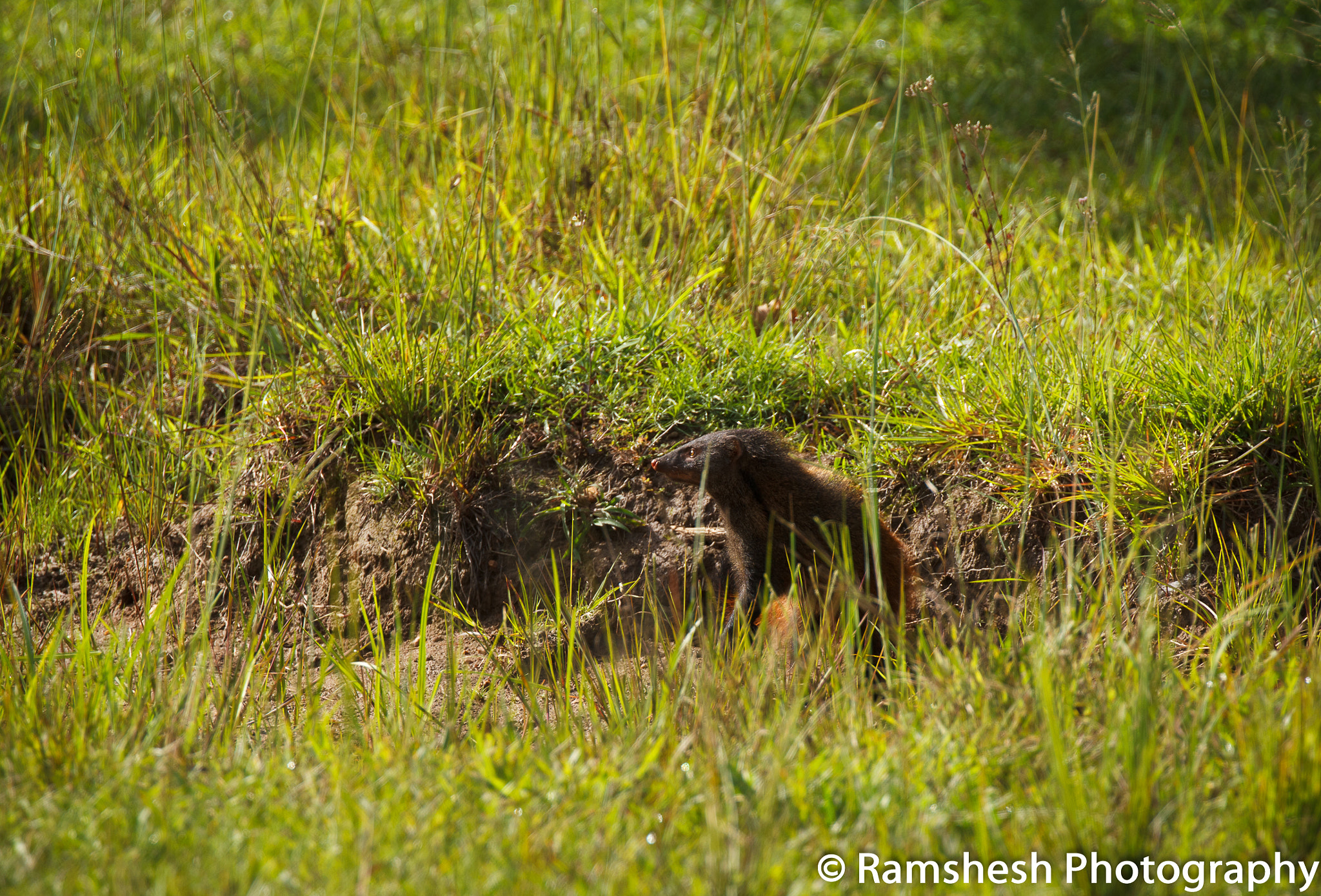 Canon EOS 60D + Canon EF 100-400mm F4.5-5.6L IS II USM sample photo. Stripe necked mongoose | bandipur photography