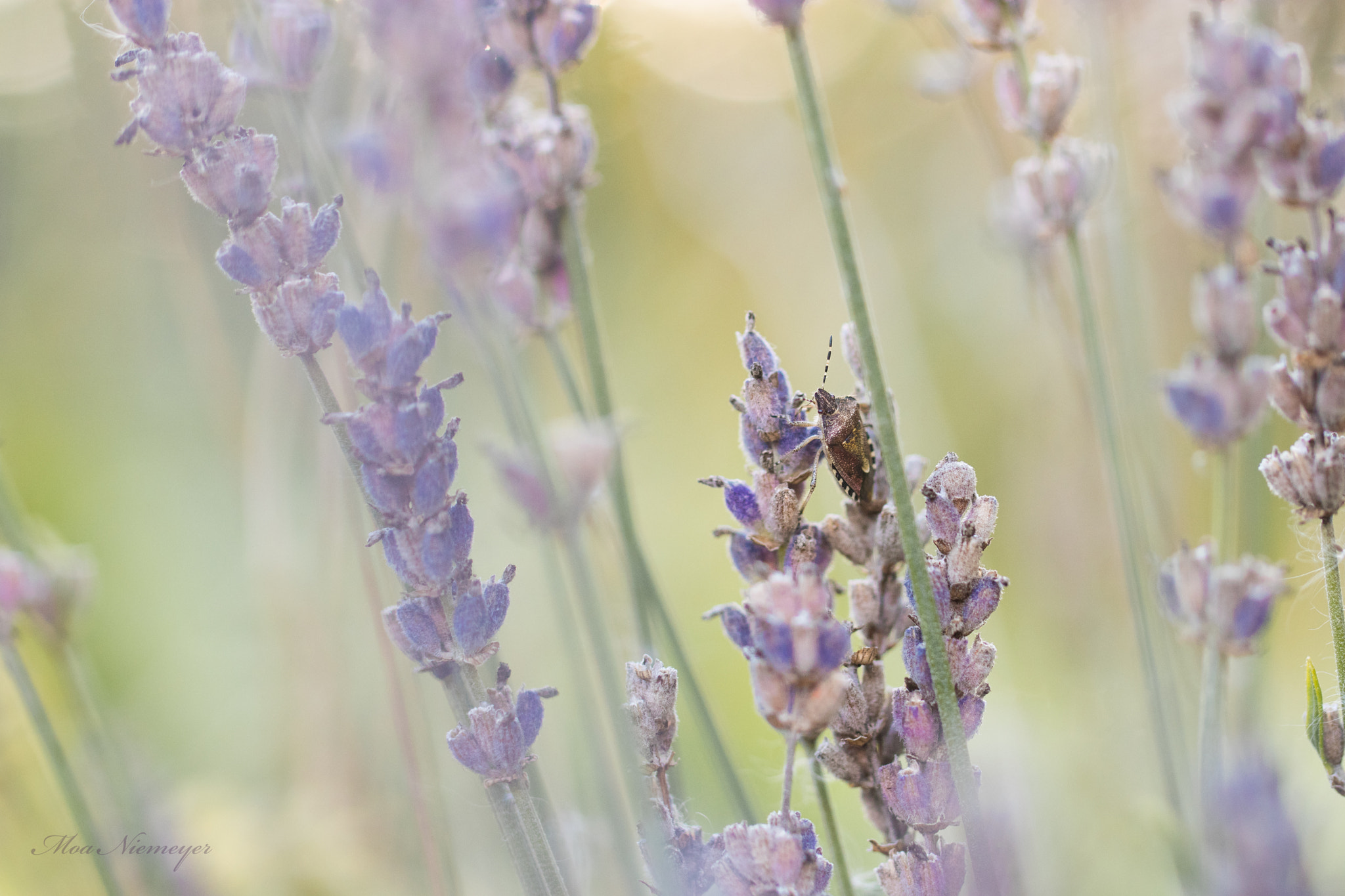 Canon EOS 80D + Canon EF 100mm F2.8L Macro IS USM sample photo. Dream photography