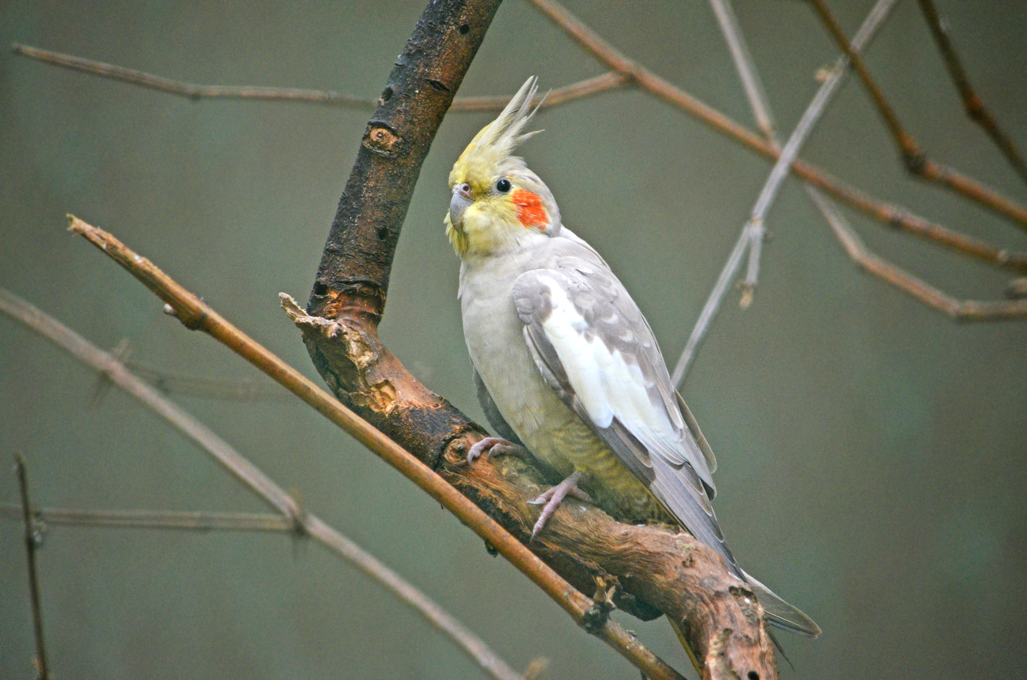 Nikon D5100 sample photo. Cockatiel photography