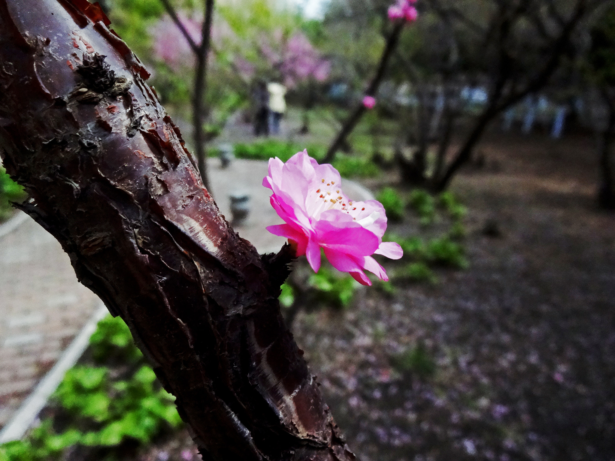 Sony DSC-WX100 sample photo. Peach flower photography