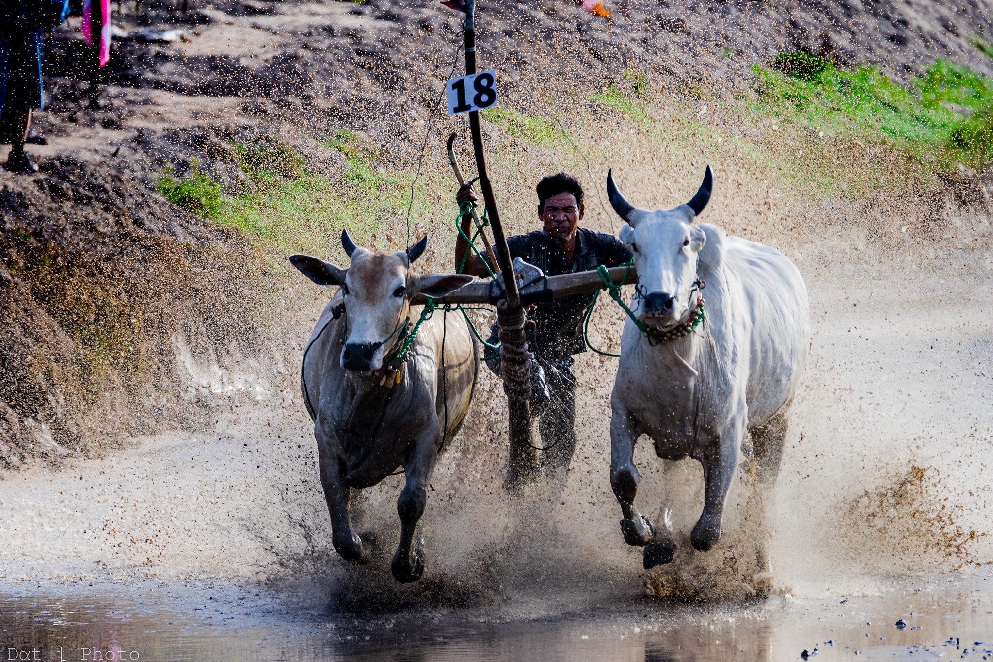 Sony a7 + Sony 70-300mm F4.5-5.6 G SSM sample photo. Cow racing photography