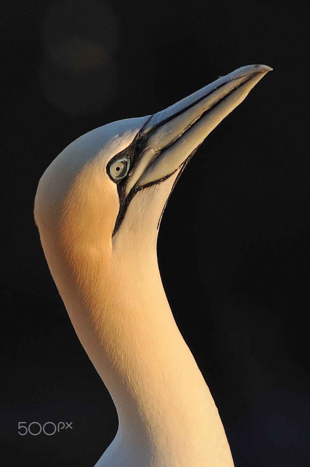 Sigma 150-500mm F5-6.3 DG OS HSM sample photo. Northern gannet photography