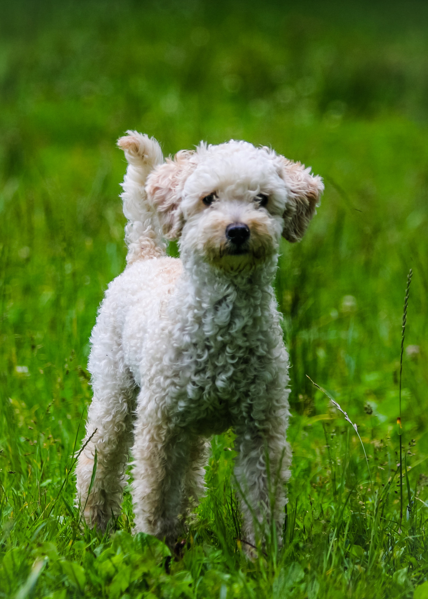 Canon EF 70-300mm F4-5.6 IS USM sample photo