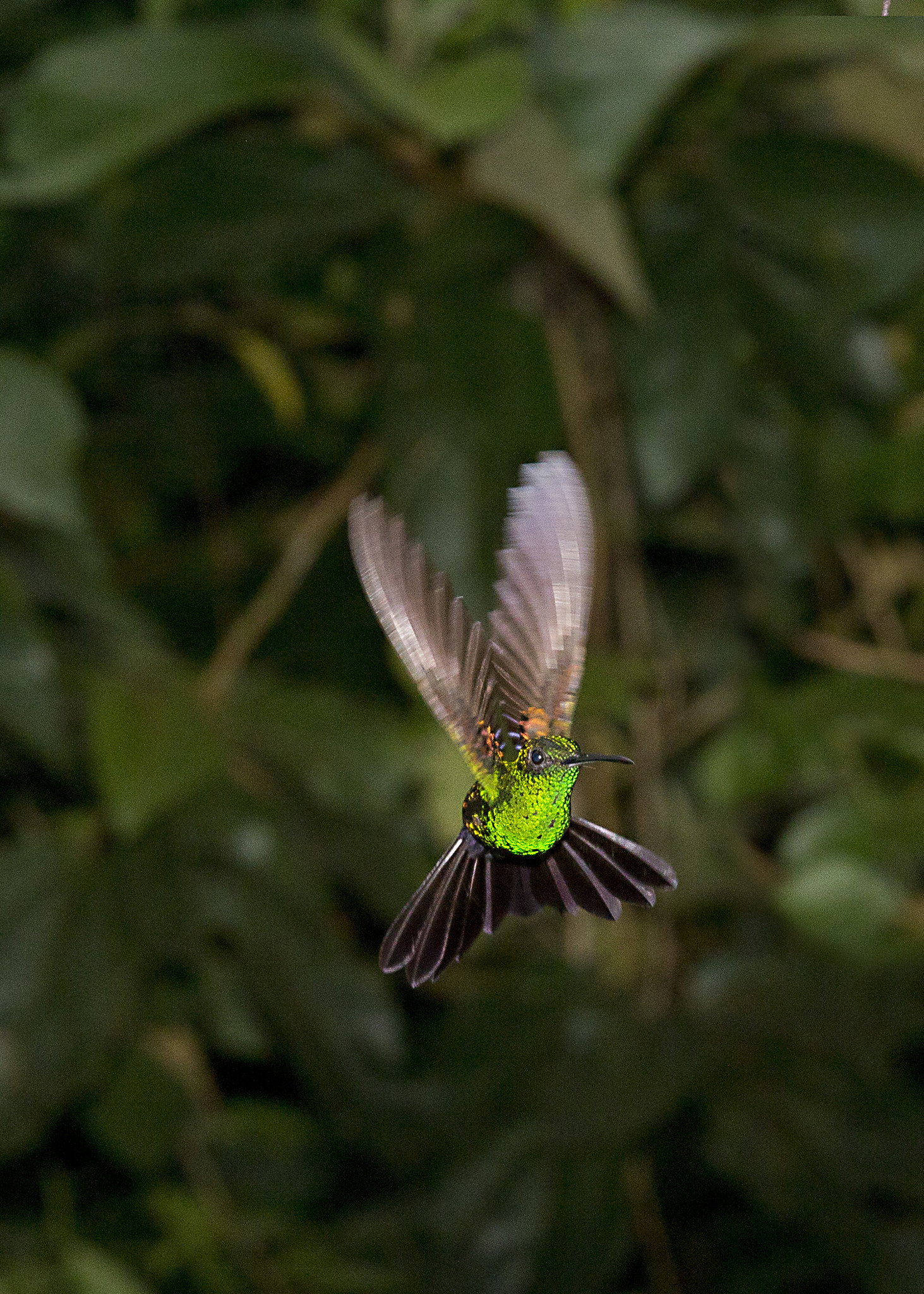 Canon EOS-1D X + Canon EF 70-200mm F2.8L IS II USM sample photo. Green brilliant humming bird photography