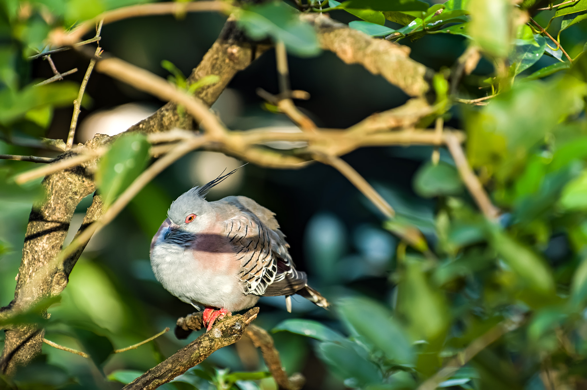 Nikon AF-S Nikkor 200-500mm F5.6E ED VR sample photo. Crested pigeon photography