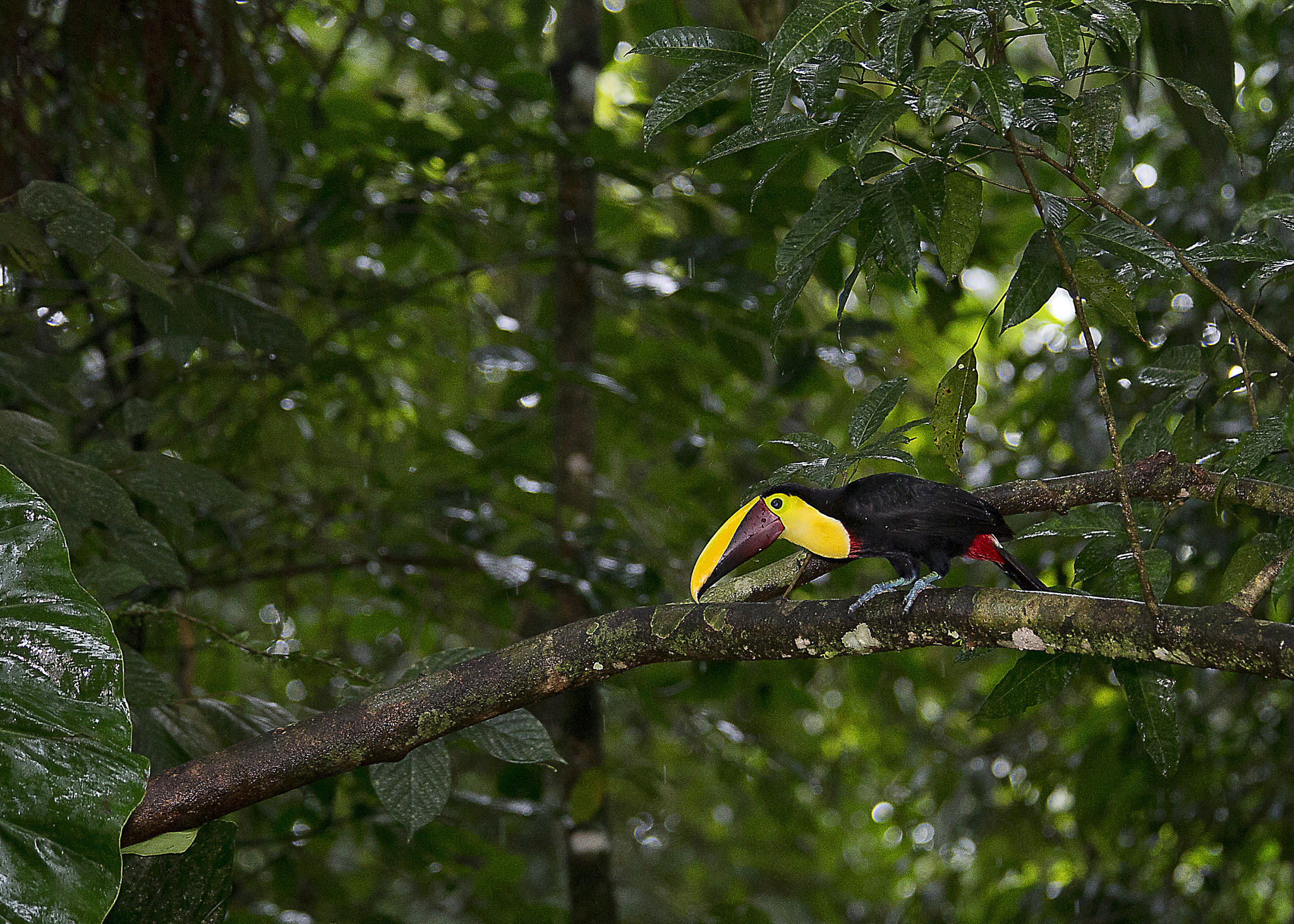 Canon EOS-1D X + Canon EF 70-200mm F2.8L IS II USM sample photo. Chestnut mandibled toucan photography