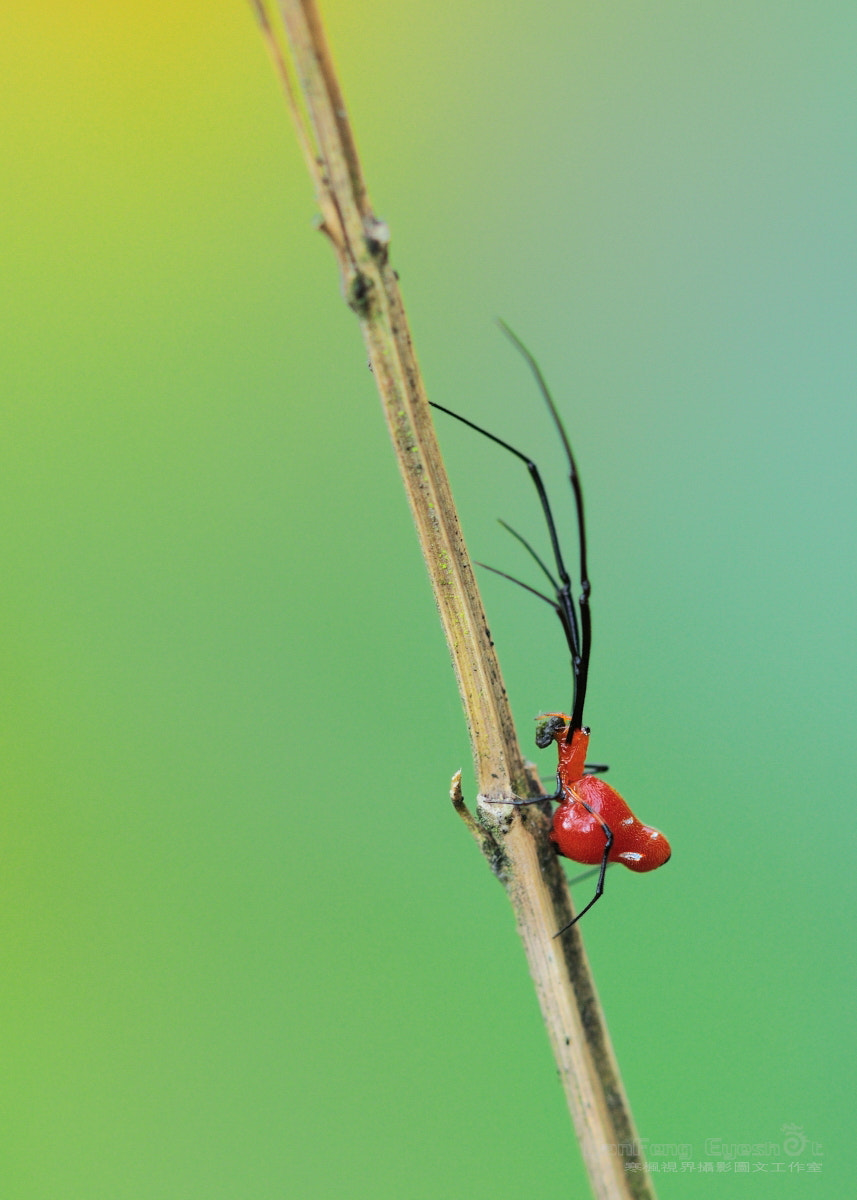 Nikon D90 + Nikon AF Micro-Nikkor 200mm F4D ED-IF sample photo. 红精灵 photography