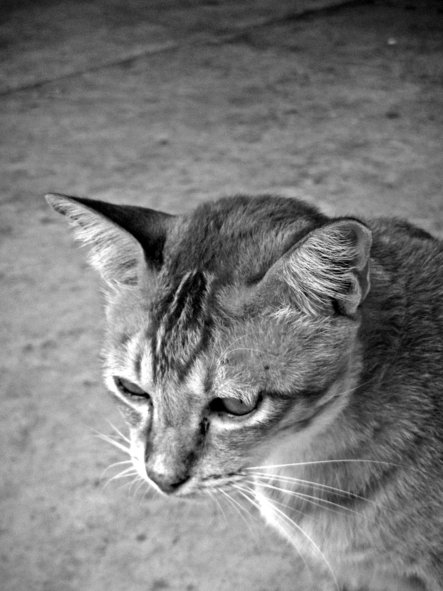 Nikon Coolpix S1200pj sample photo. A cat story (series) photography