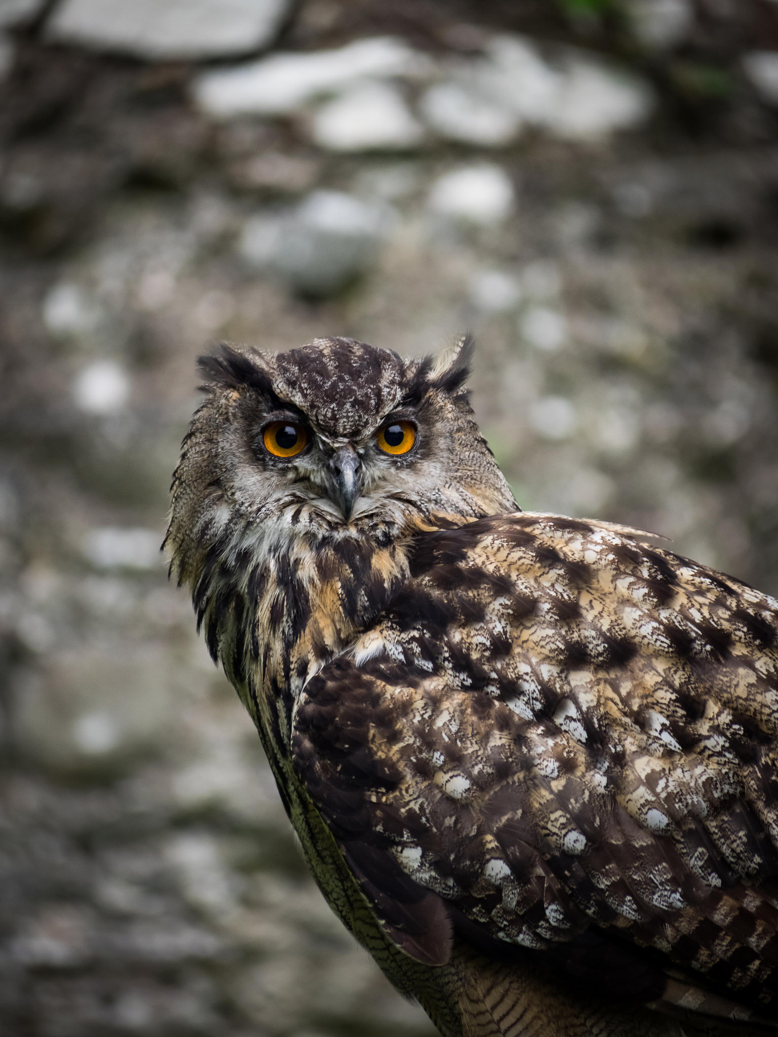 Olympus OM-D E-M1 sample photo. Eagle owl photography