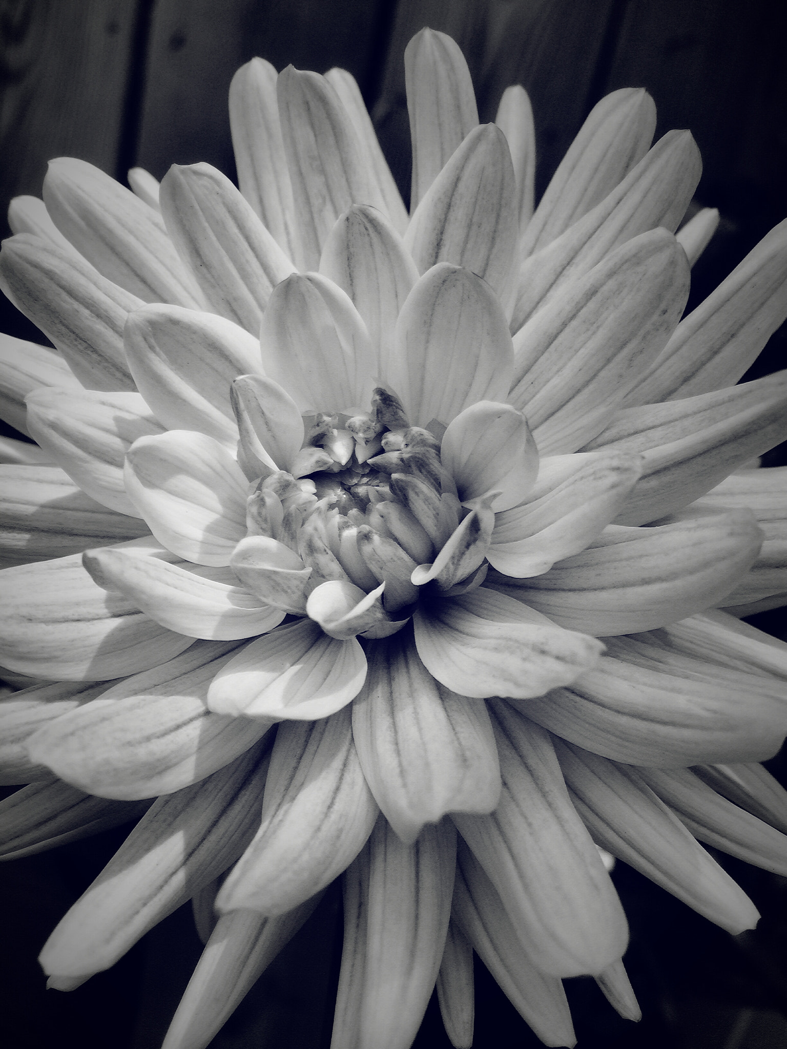 Hipstamatic 321 sample photo. From seed to a blooming beauty photography