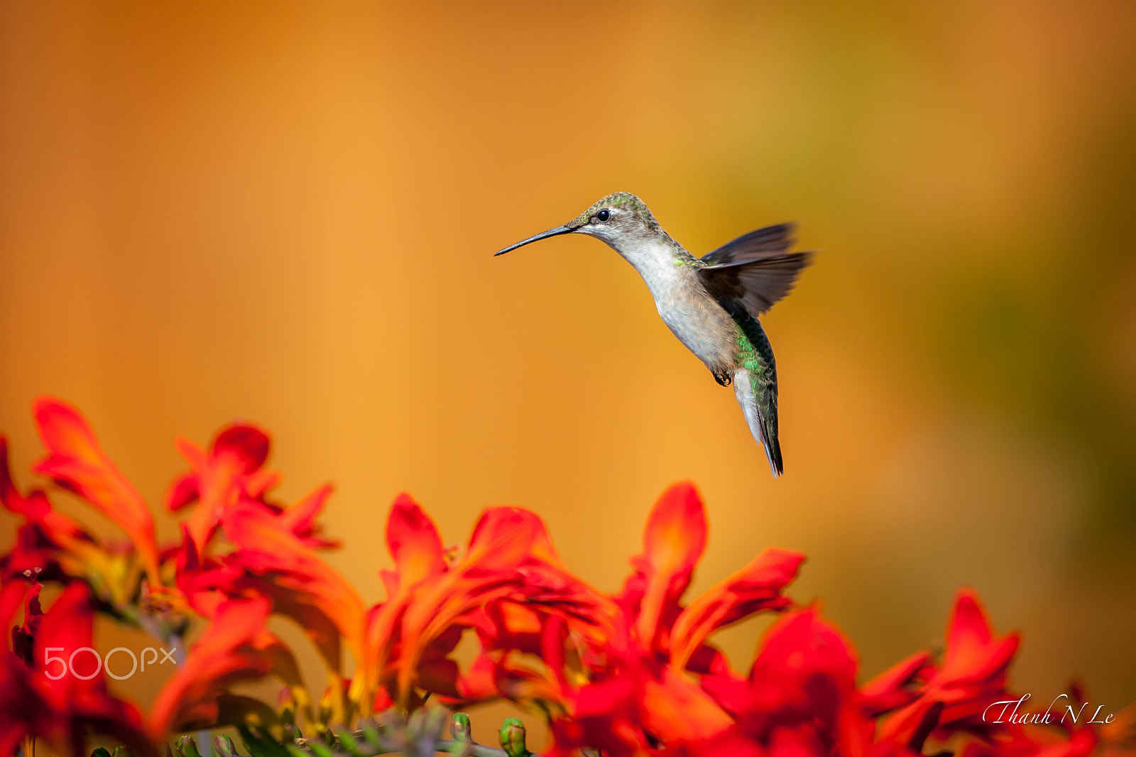 Canon EF 500mm F4L IS USM sample photo. All red photography