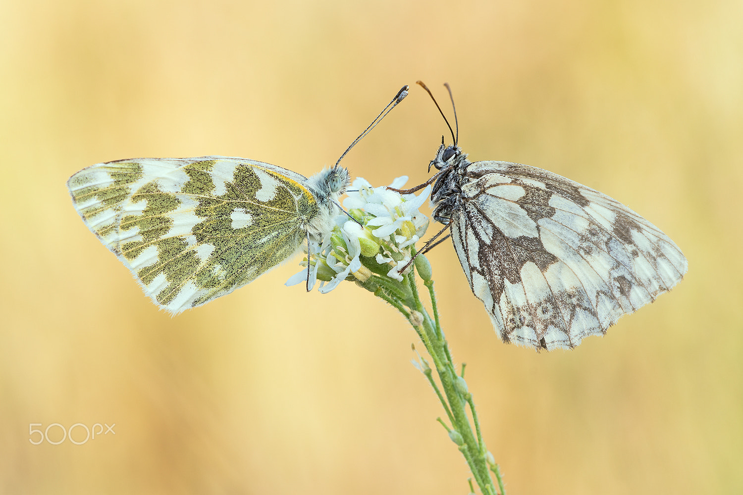 Sigma 150mm F2.8 EX DG Macro HSM sample photo. An odd couple (melanargia galathea &pontia edusa) photography