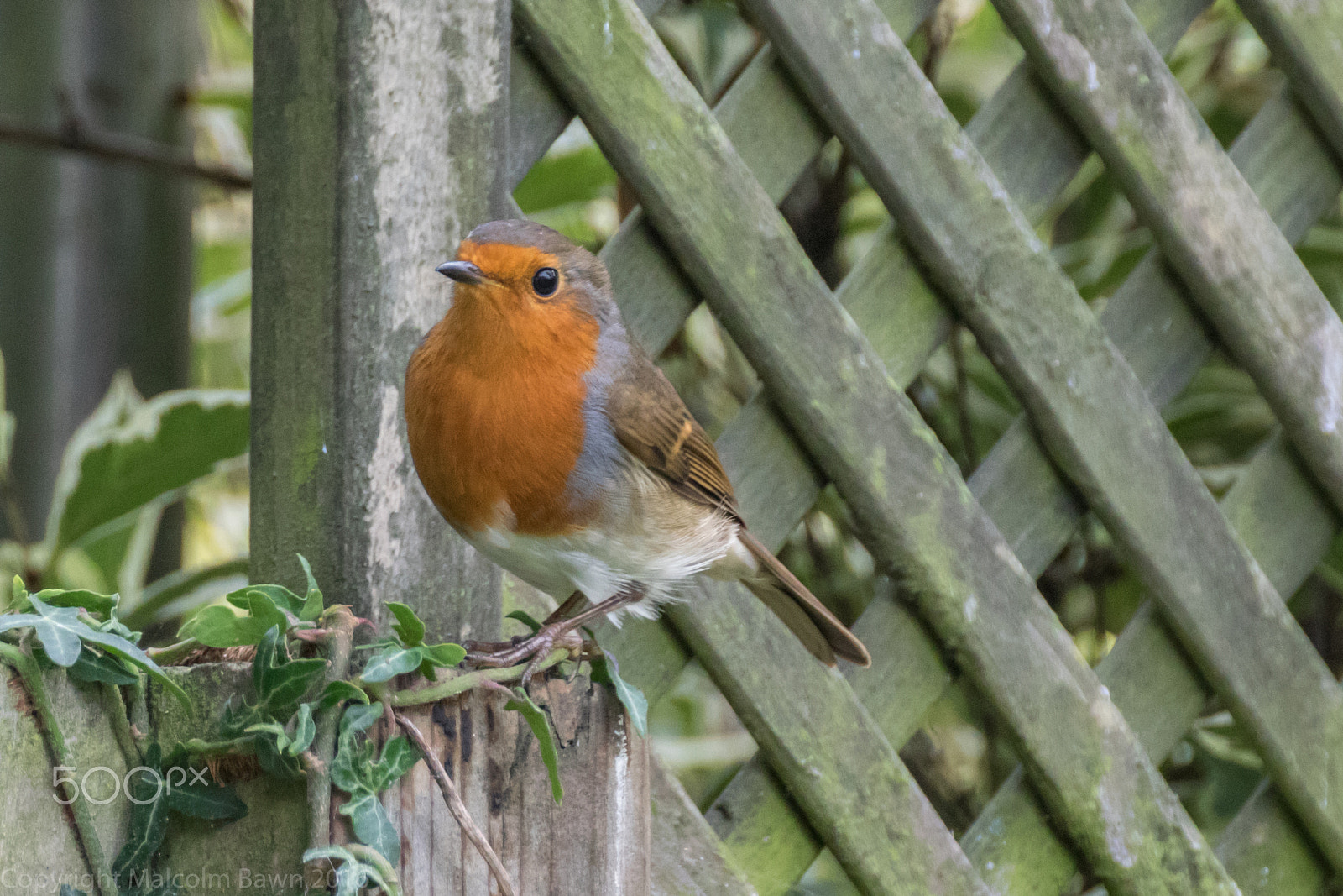 Canon EOS 760D (EOS Rebel T6s / EOS 8000D) + Tamron SP 35mm F1.8 Di VC USD sample photo. Robin on the fence photography