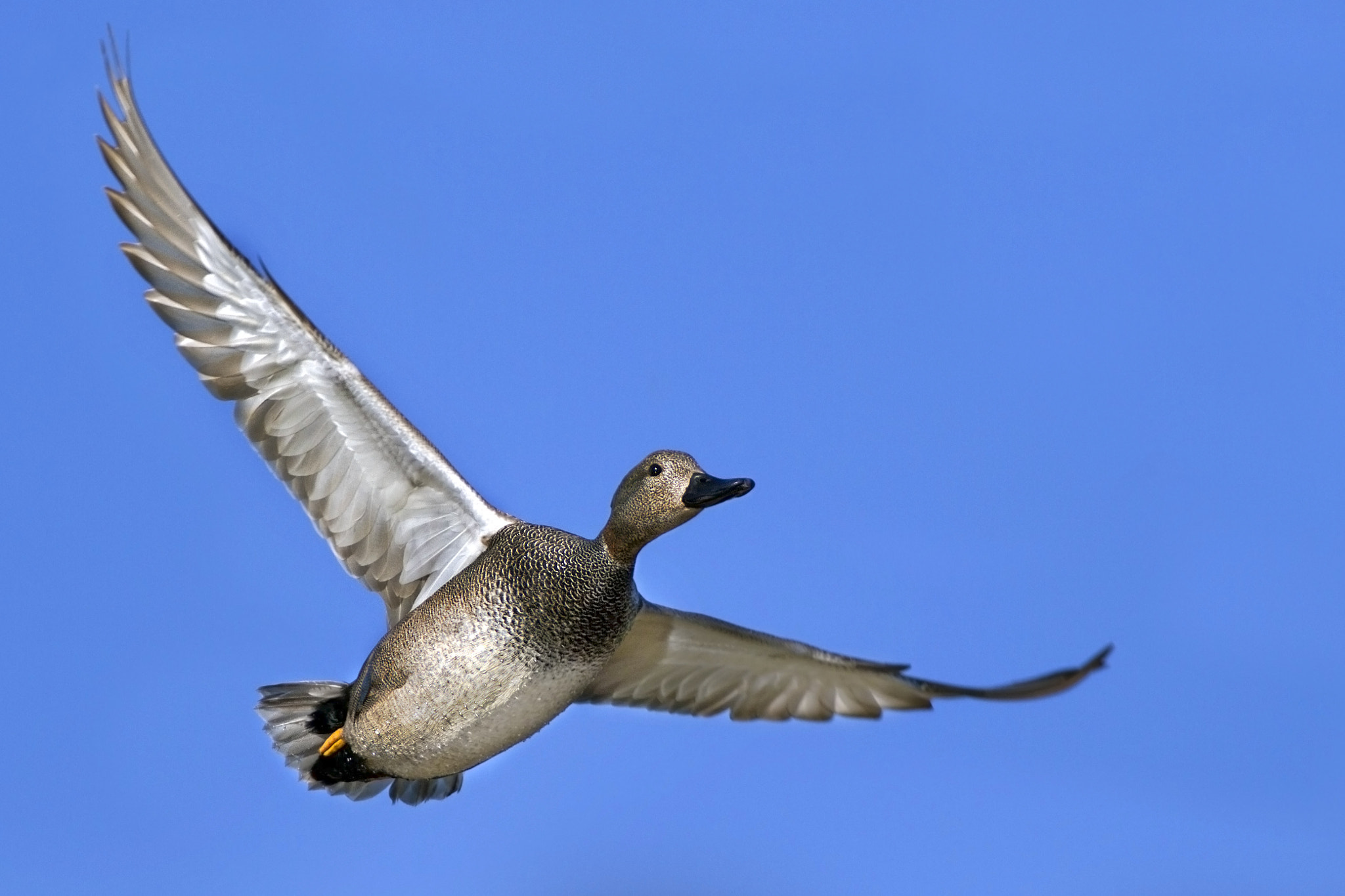 Canon EF 300mm f/2.8L + 2x sample photo. Gadwall photography