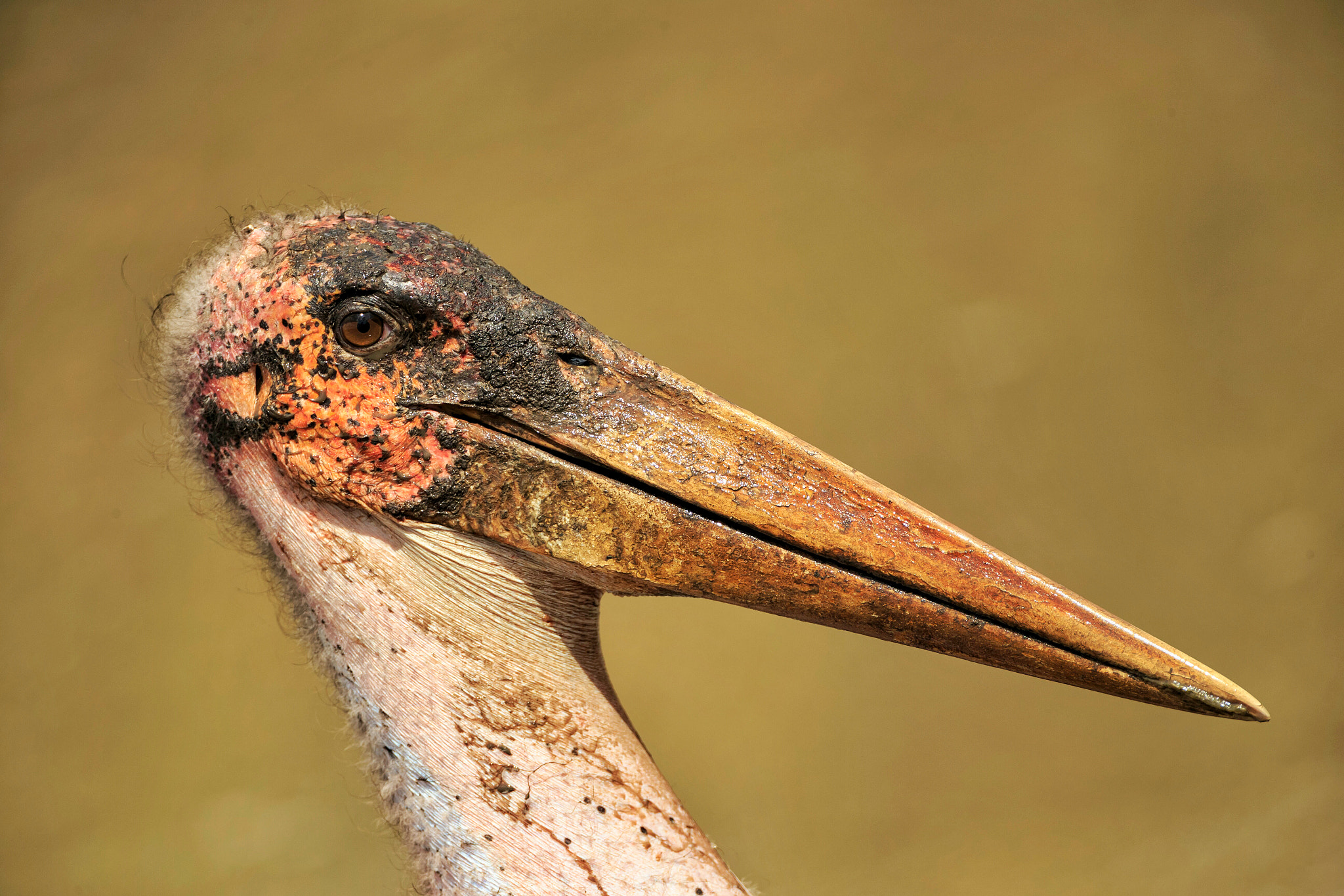 Canon EF 500mm F4L IS USM sample photo. The marabou stork  photography