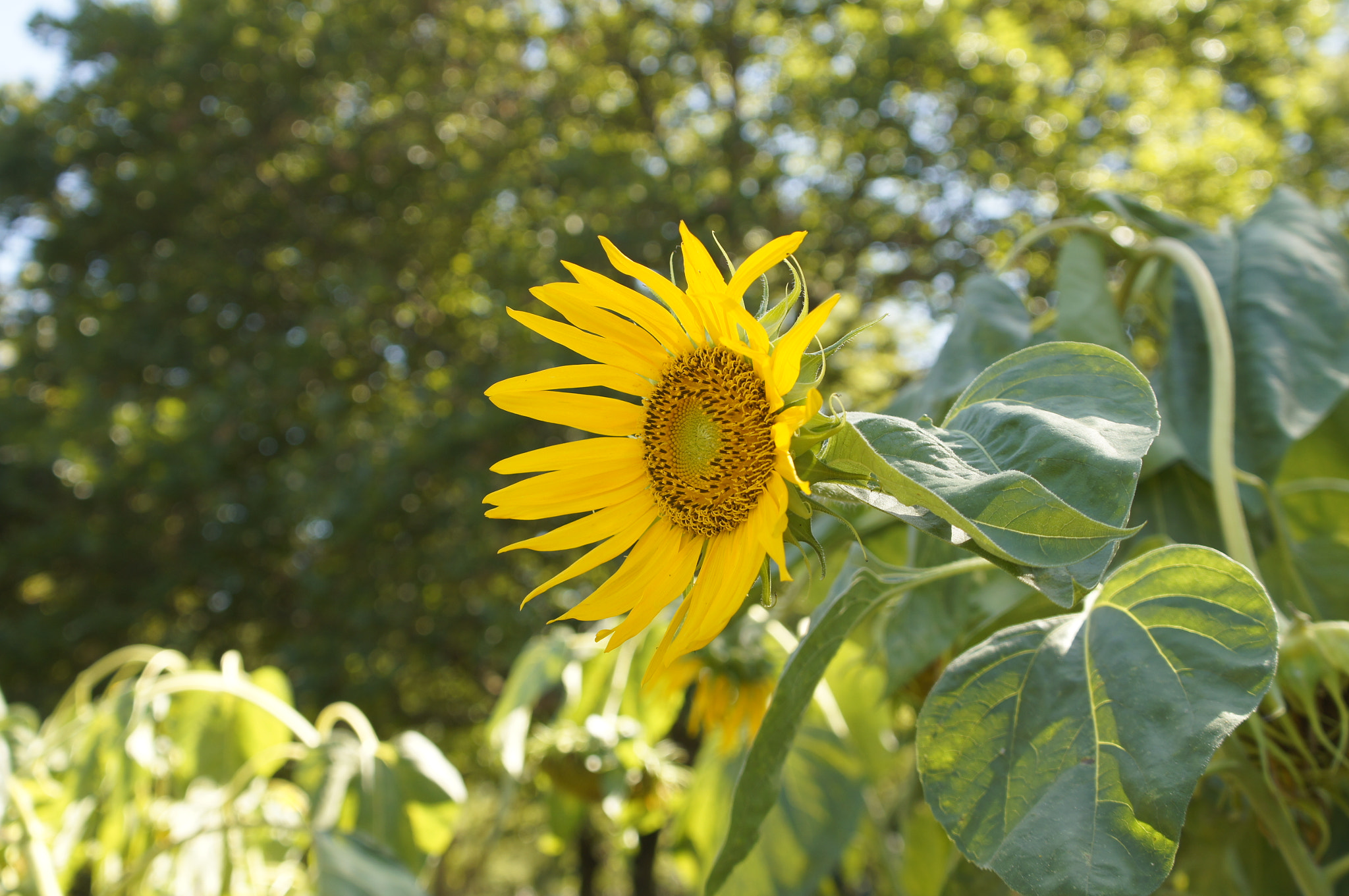Sony Alpha NEX-C3 + 28-70mm F3.5-5.6 OSS sample photo. Sunflower photography