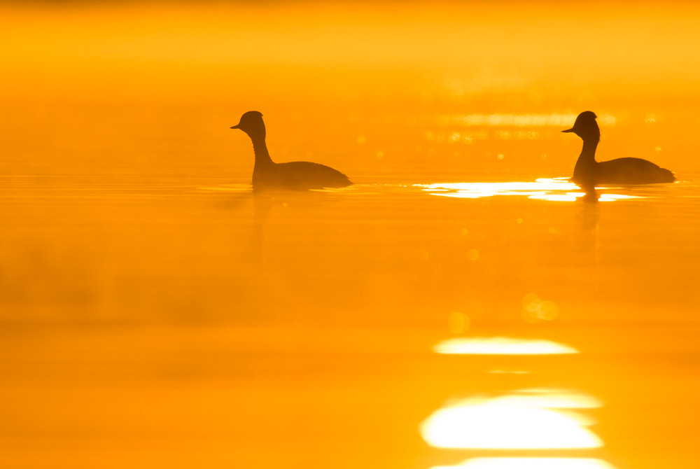 Nikon D600 + Nikon AF-S Nikkor 300mm F4D ED-IF sample photo. Black-necked grebe photography