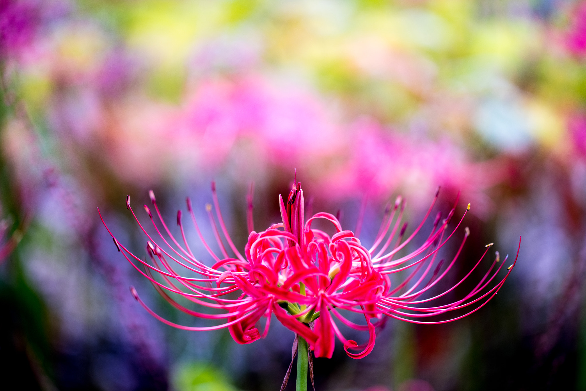 Sigma 105mm F2.8 EX DG OS HSM sample photo. Red spider lily photography