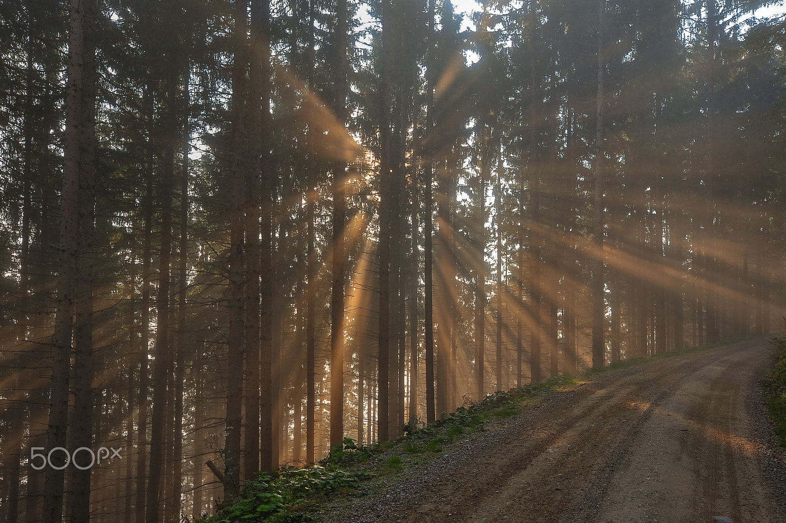 Nikon D3 sample photo. A morning walk in the woods photography