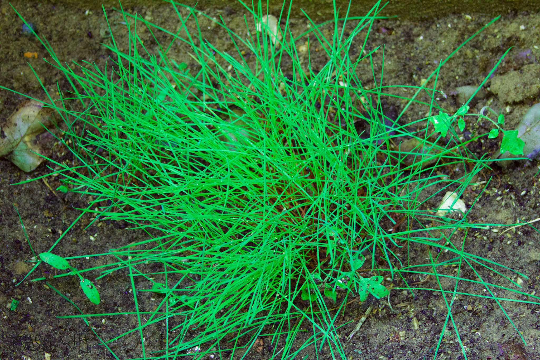 Canon EF 28-135mm F3.5-5.6 IS USM sample photo. Little green plants photography