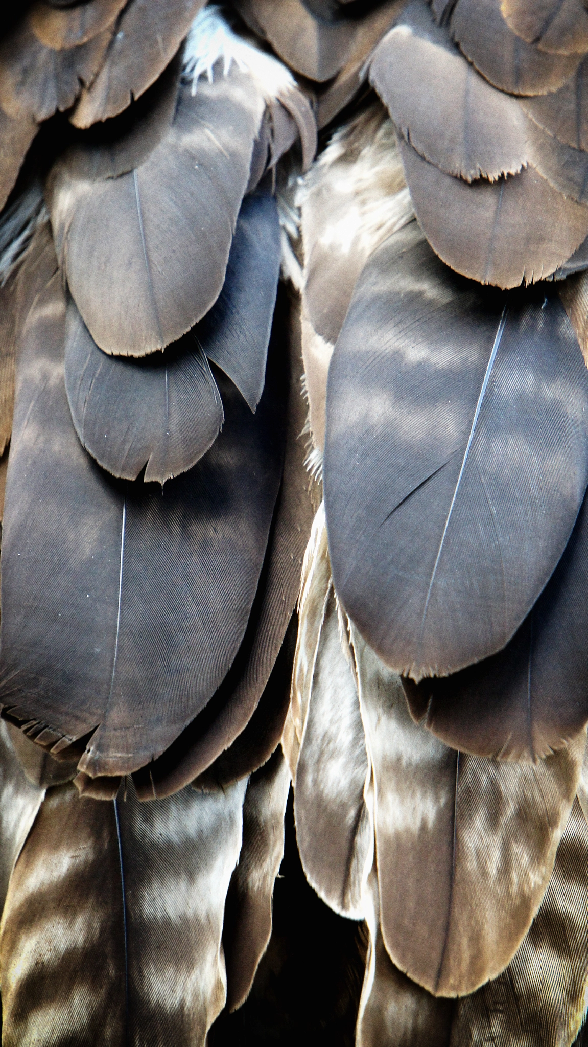 Sony Alpha NEX-C3 sample photo. Feathers photography