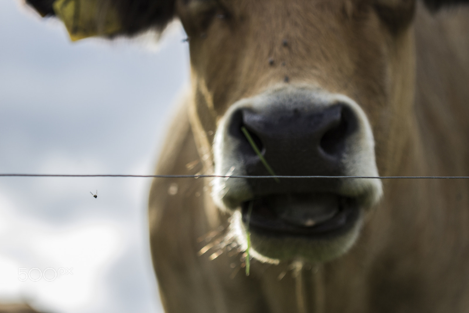 Canon EF 100mm F2.8 Macro USM sample photo. It's a fly ... and a cow photography