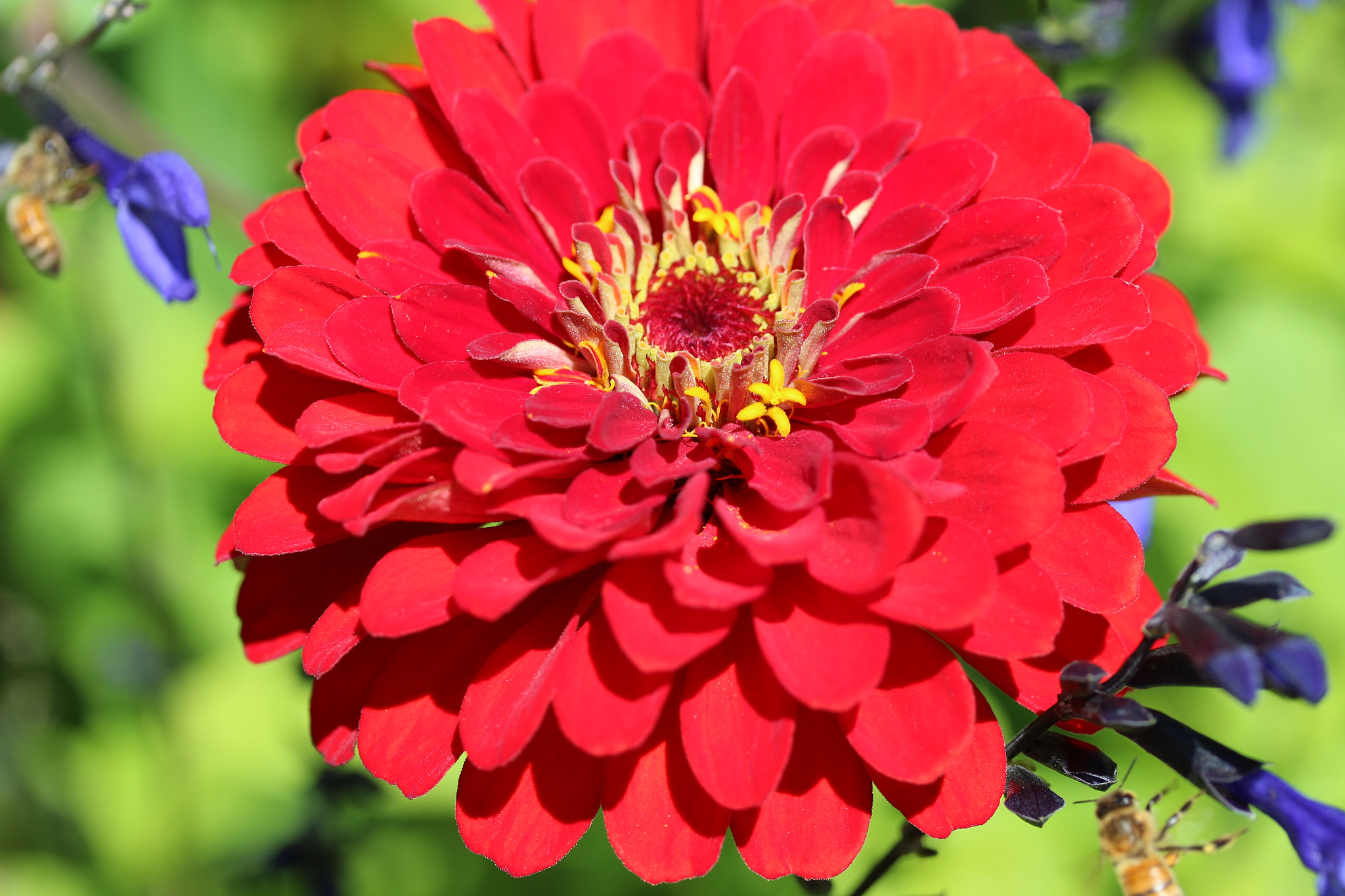 Canon EF-S 60mm F2.8 Macro USM sample photo