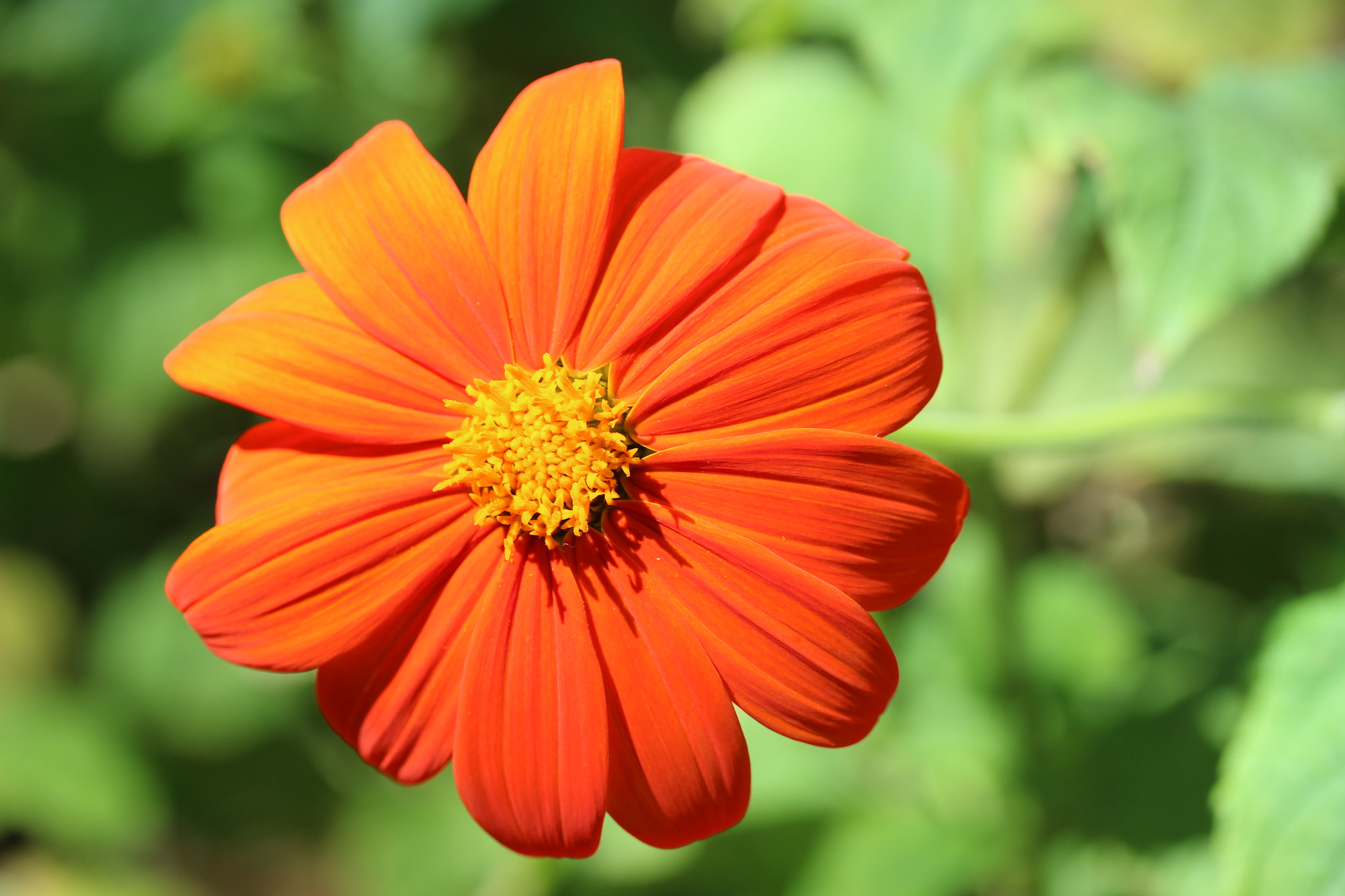 Canon EF-S 60mm F2.8 Macro USM sample photo
