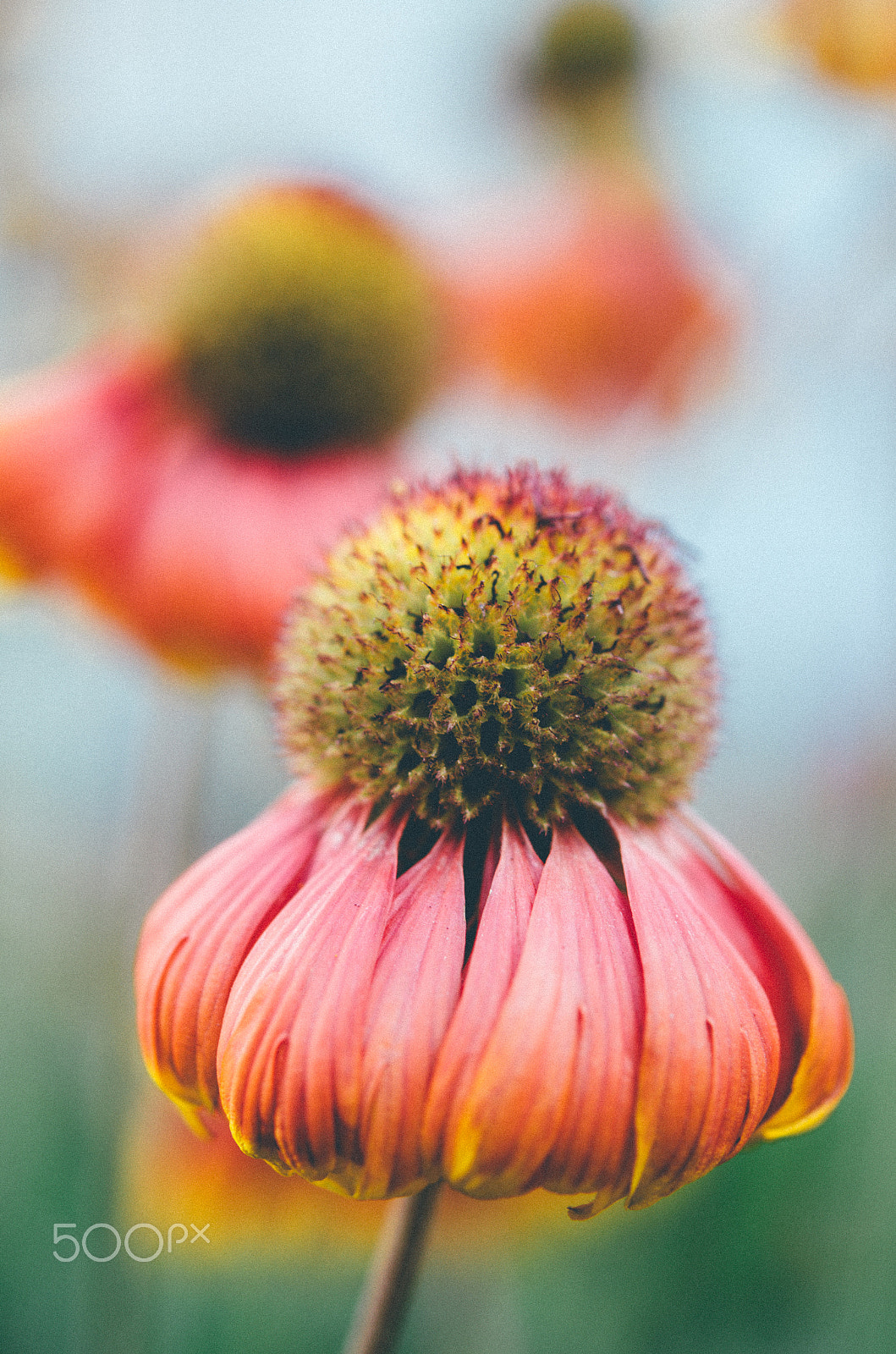 Nikon AF-S Micro-Nikkor 60mm F2.8G ED sample photo. Floret photography