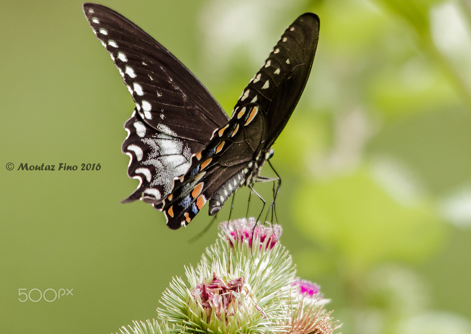 Sigma 150-500mm F5-6.3 DG OS HSM sample photo. Butterfly 2 photography