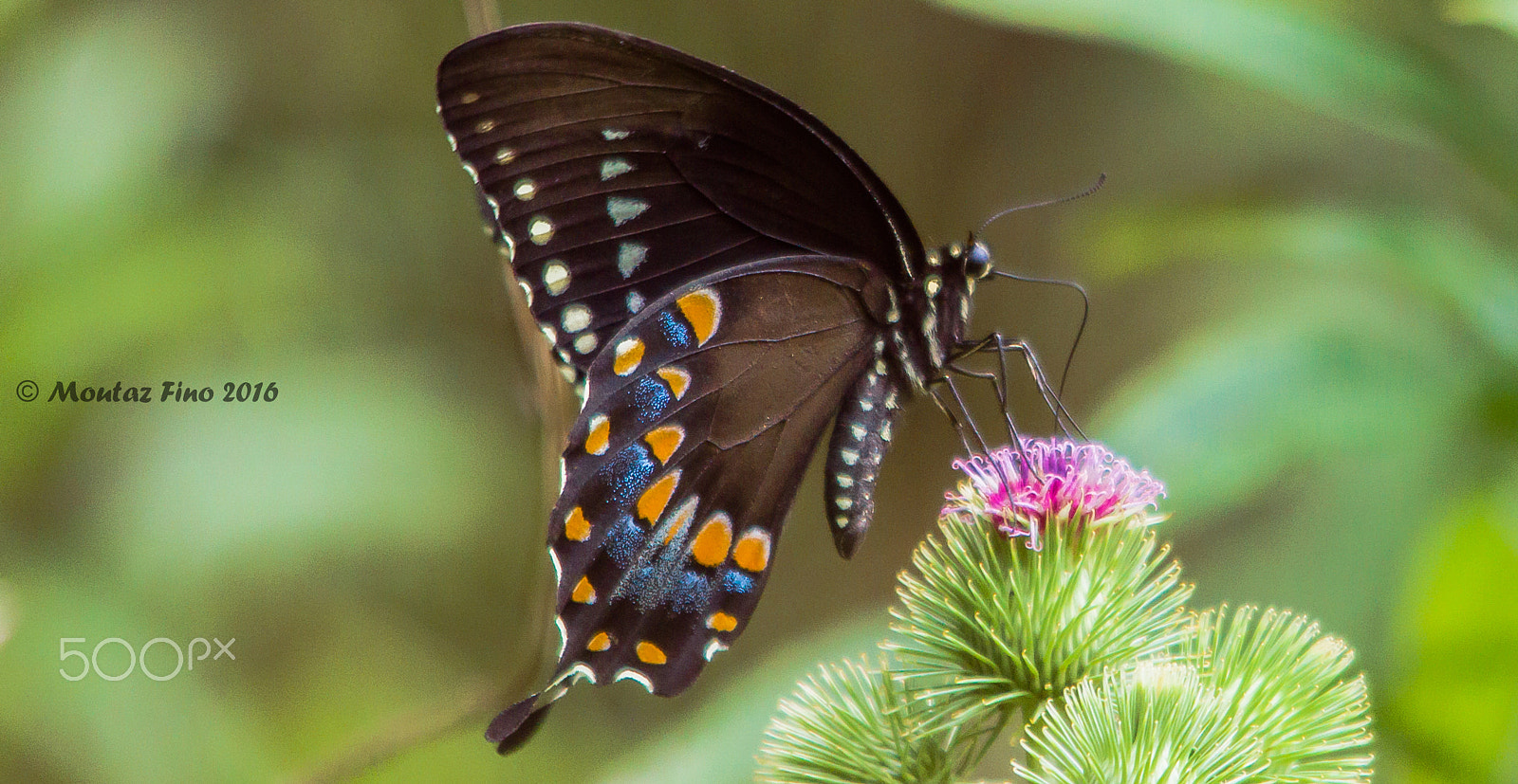 Sigma 150-500mm F5-6.3 DG OS HSM sample photo. A butterfly 3 photography