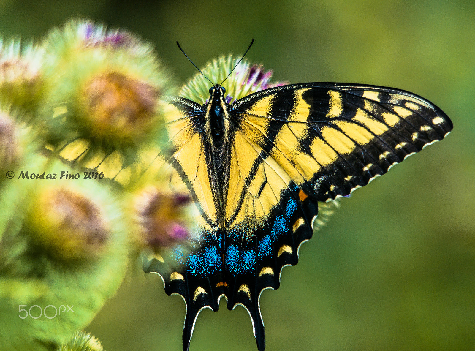 Sigma 150-500mm F5-6.3 DG OS HSM sample photo. A butterfly 4 photography