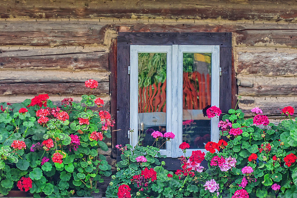 Canon EF 100mm F2.8 Macro USM sample photo. Window with geraniums photography