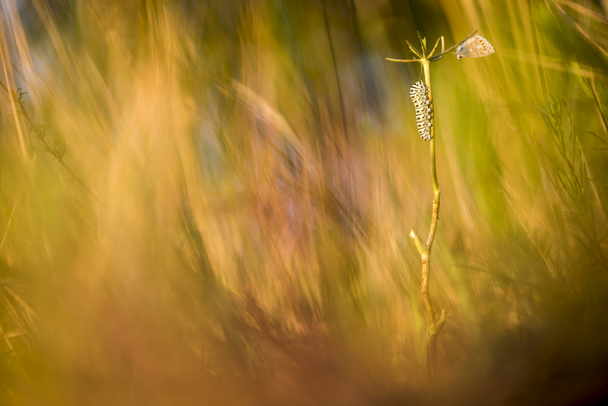 TAMRON SP 180mm F3.5 Di MACRO 1:1 B01N sample photo. Il bruco e la farfalla photography