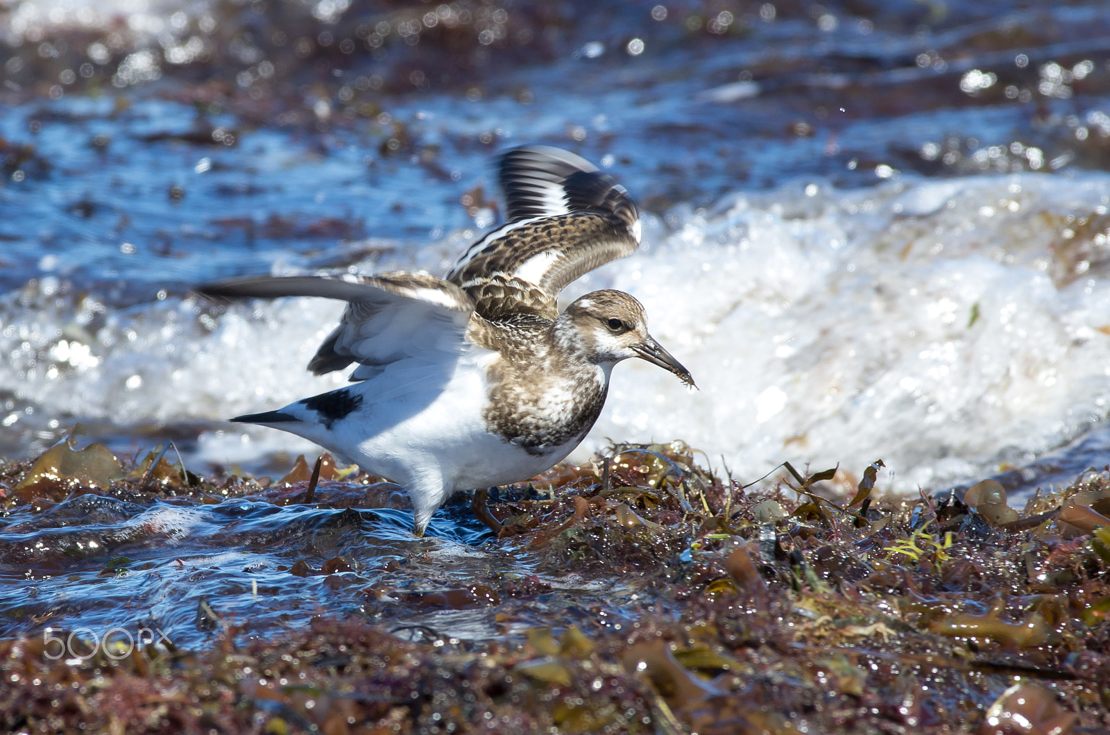 Pentax smc DA* 300mm F4.0 ED (IF) SDM sample photo. Ruddy turnstone photography