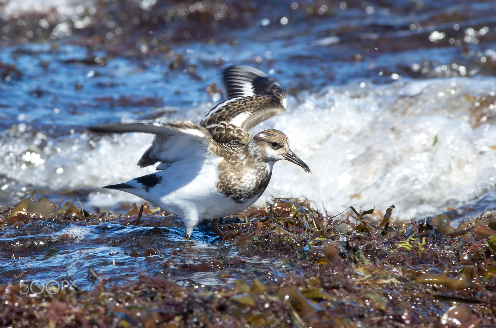 Pentax K-5 + Pentax smc DA* 300mm F4.0 ED (IF) SDM sample photo. Ruddy turnstone photography