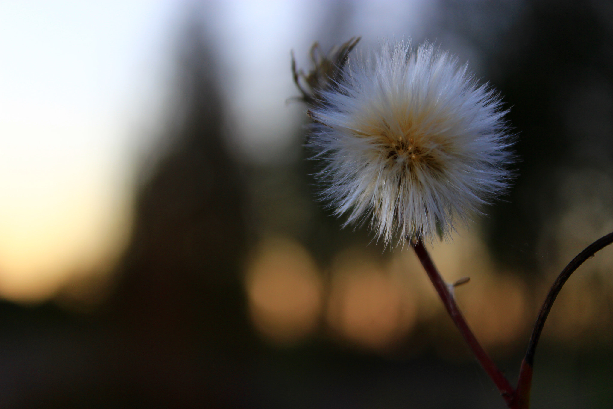 Canon EF-S 18-55mm F3.5-5.6 III sample photo. ***flower*** photography