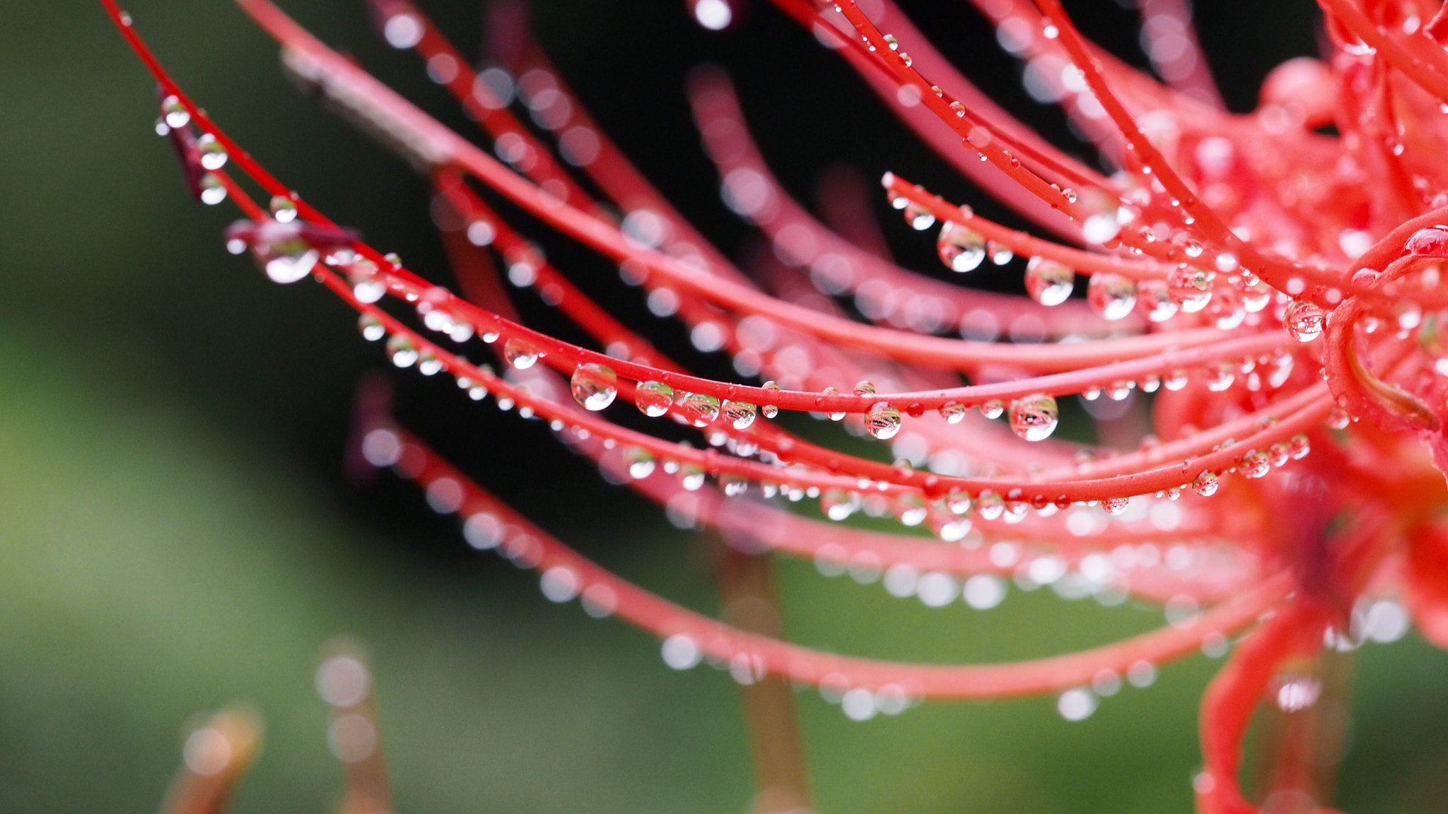 Olympus PEN E-PL7 sample photo. Raindrops and stamens photography