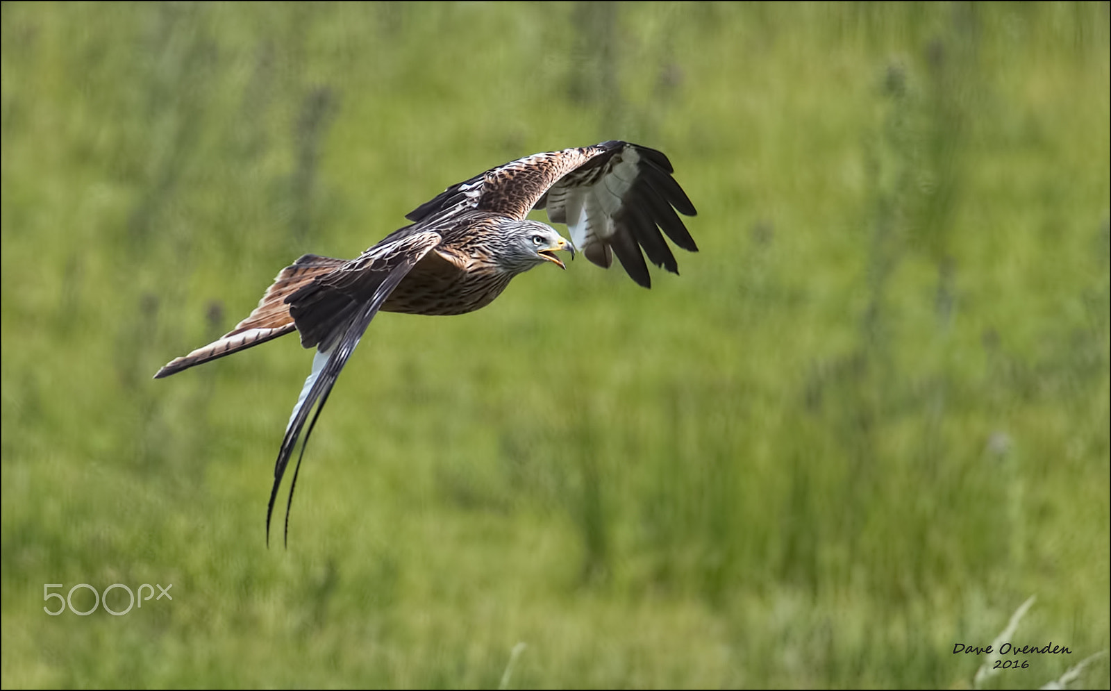 Canon EF 300mm F2.8L IS II USM sample photo. Red kite photography