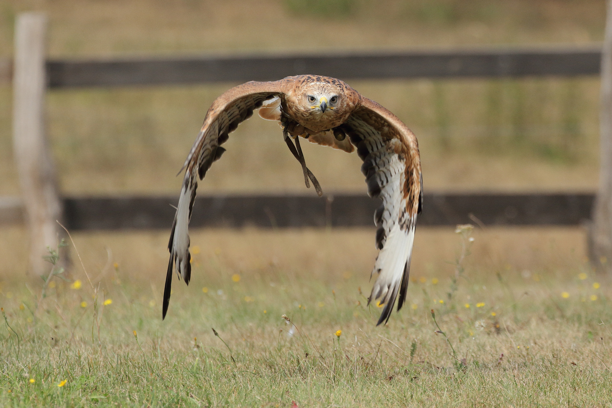 Canon EF 70-300mm F4-5.6L IS USM sample photo. Adlerbussard photography