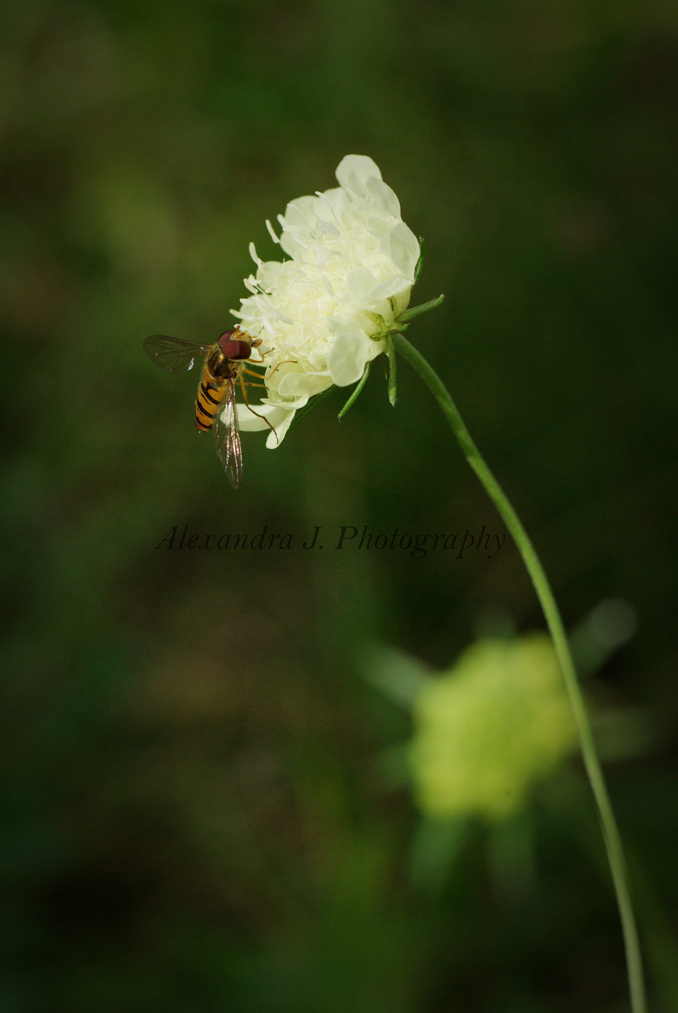 Pentax K10D sample photo