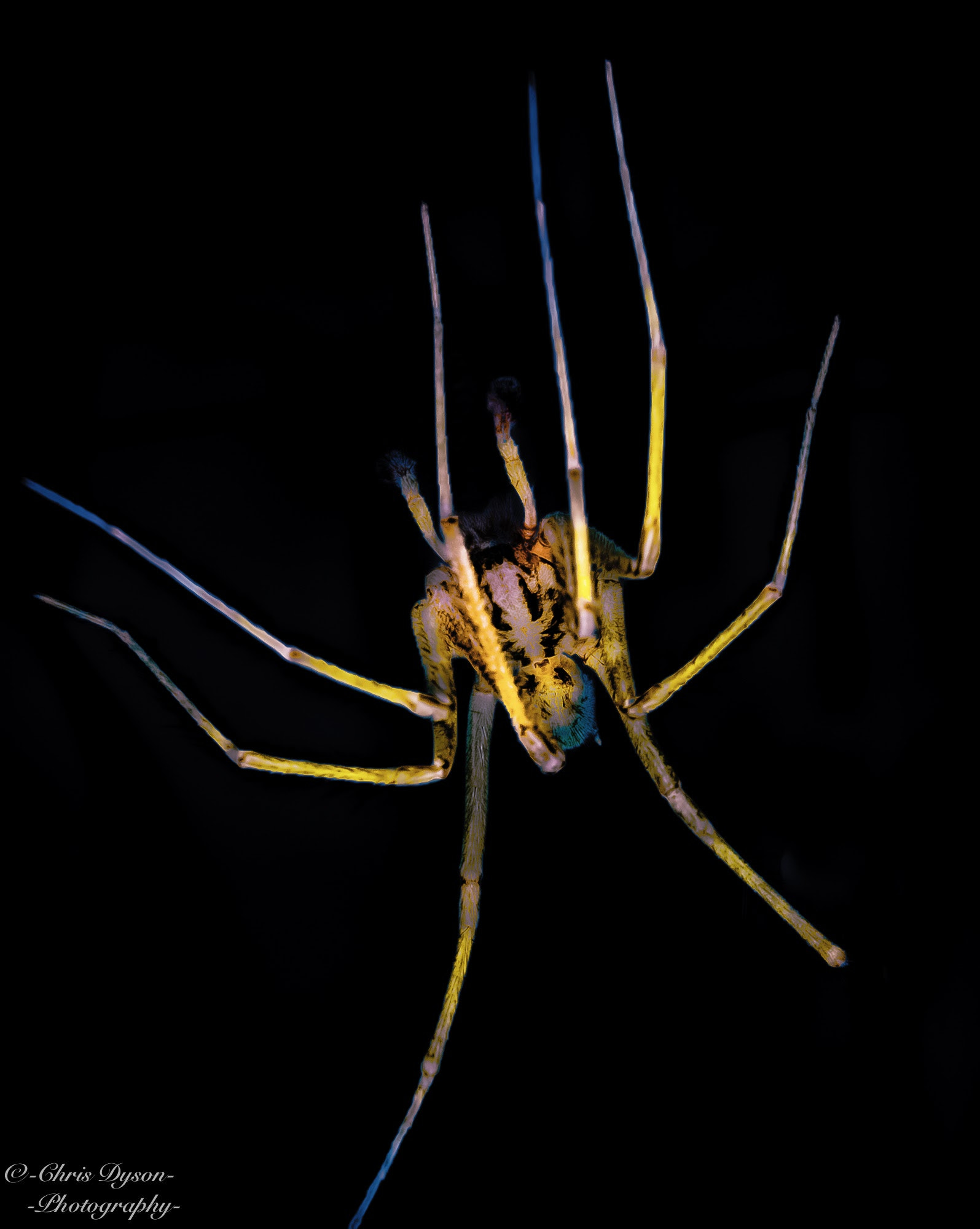 Canon EF 100mm F2.8L Macro IS USM sample photo. Pyscadelic spider photography