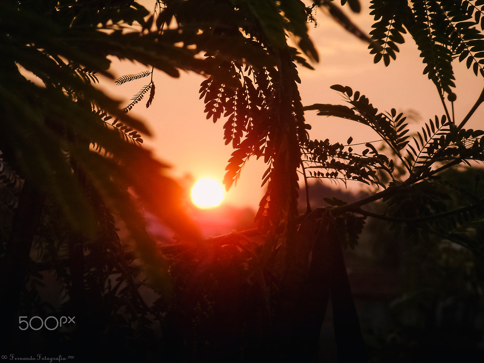 Olympus FE310,X840,C530 sample photo. Leaves and a sunset. photography