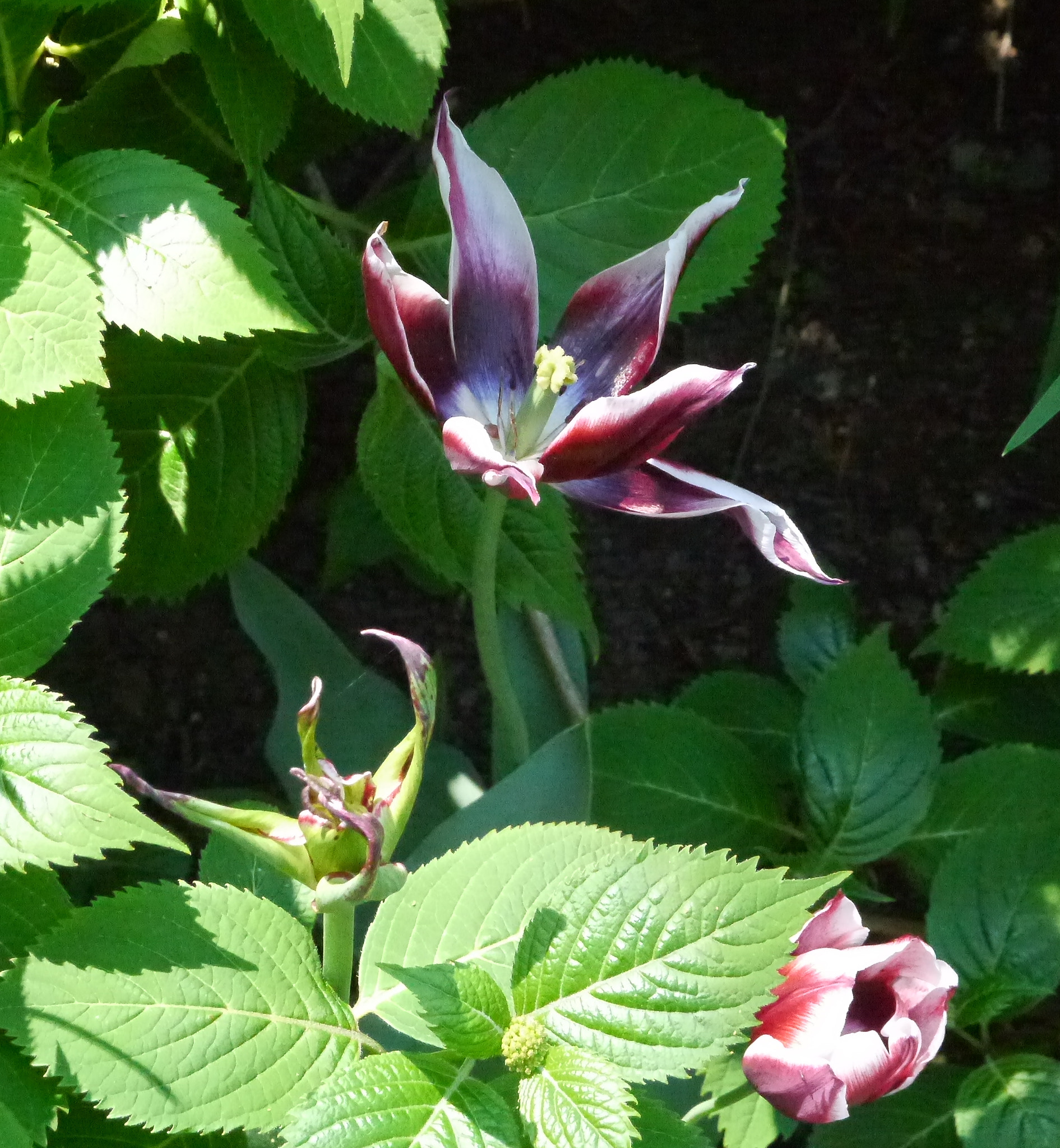 Panasonic Lumix DMC-GX1 sample photo. Blown tulip photography