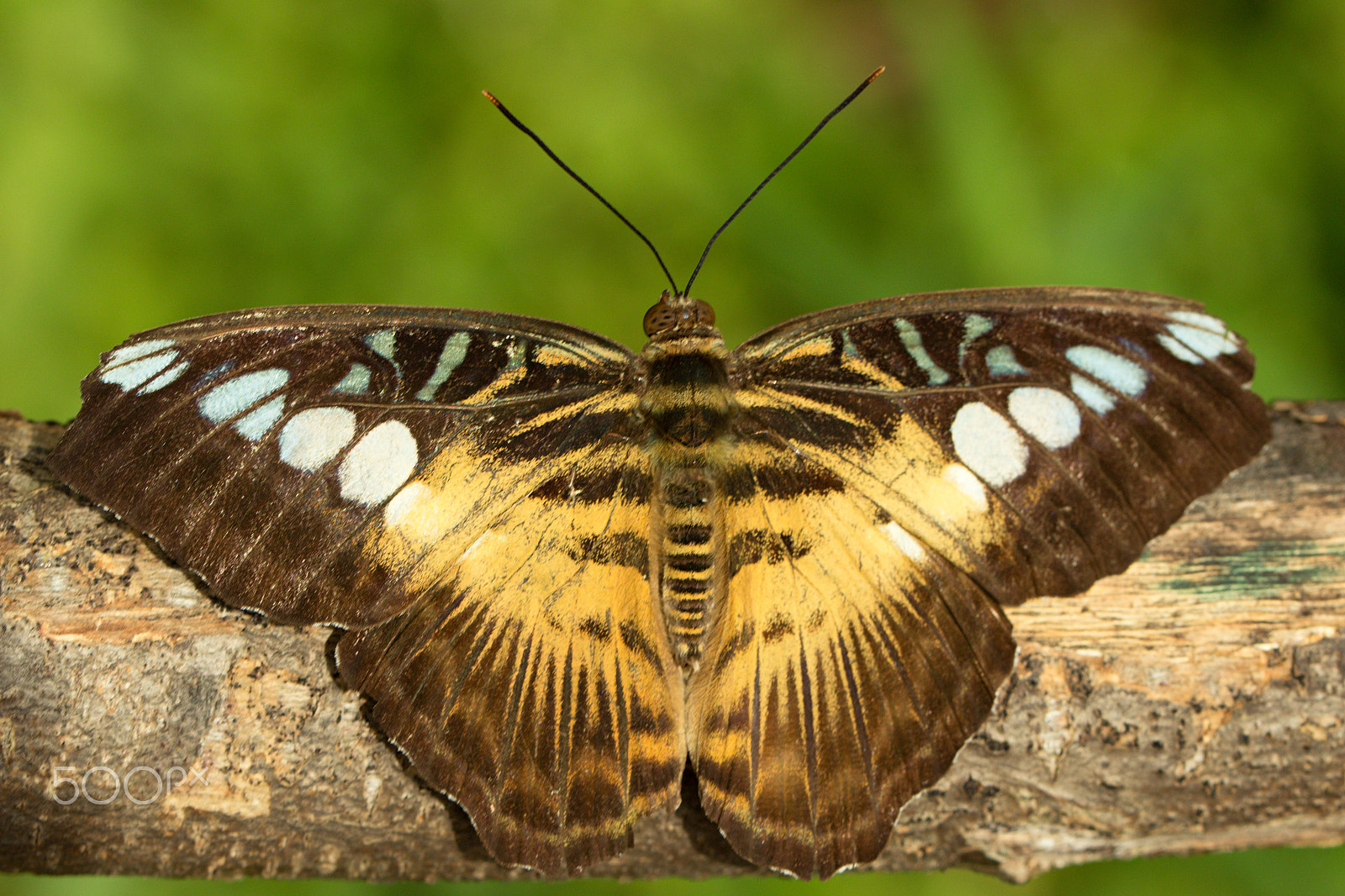 Canon EOS 600D (Rebel EOS T3i / EOS Kiss X5) + Canon EF 100mm F2.8L Macro IS USM sample photo. Butterfly photography