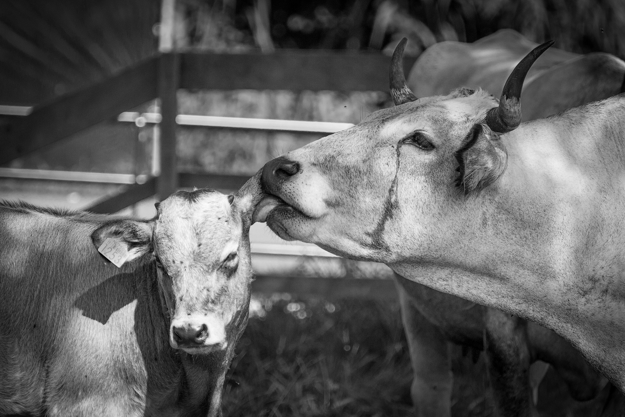 Canon EOS 650D (EOS Rebel T4i / EOS Kiss X6i) sample photo. A mothers love photography