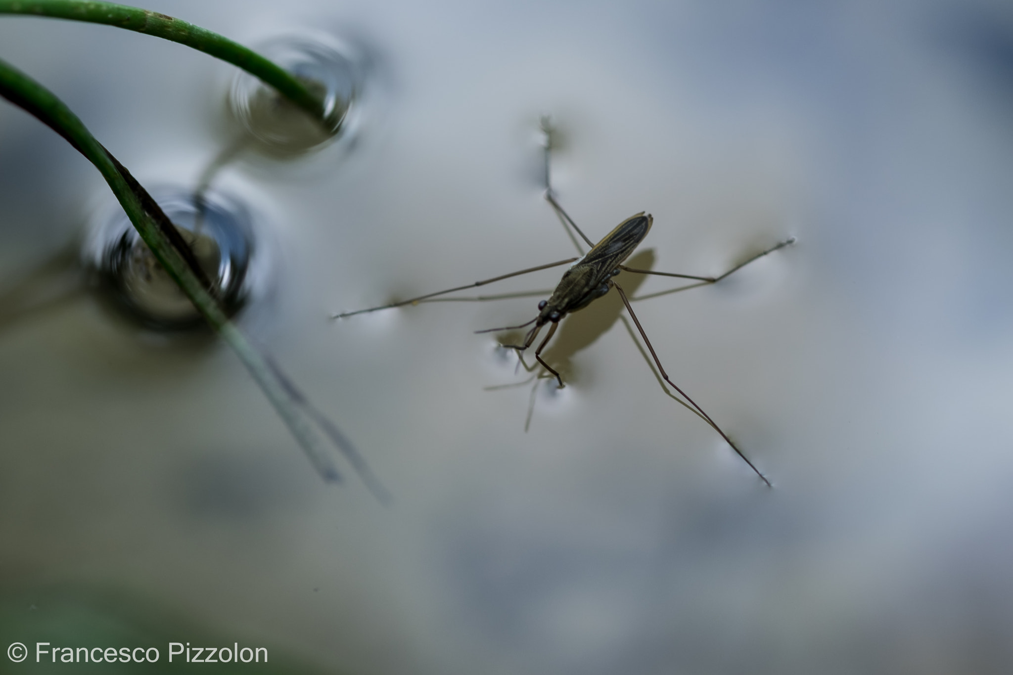 Fujifilm X-T10 + Fujifilm XF 60mm F2.4 R Macro sample photo. Water bug photography