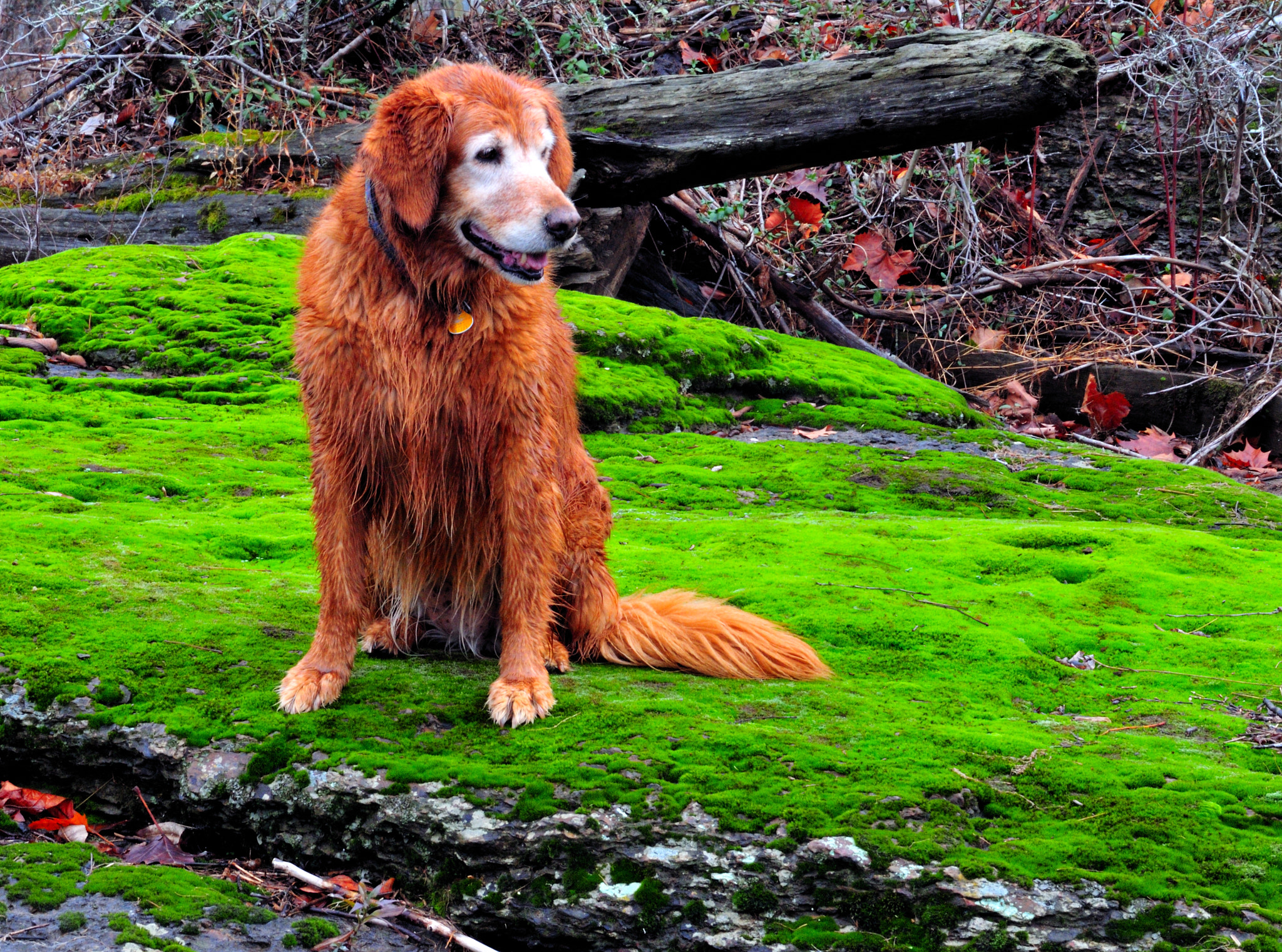 Nikon D300 sample photo. Golden moss photography